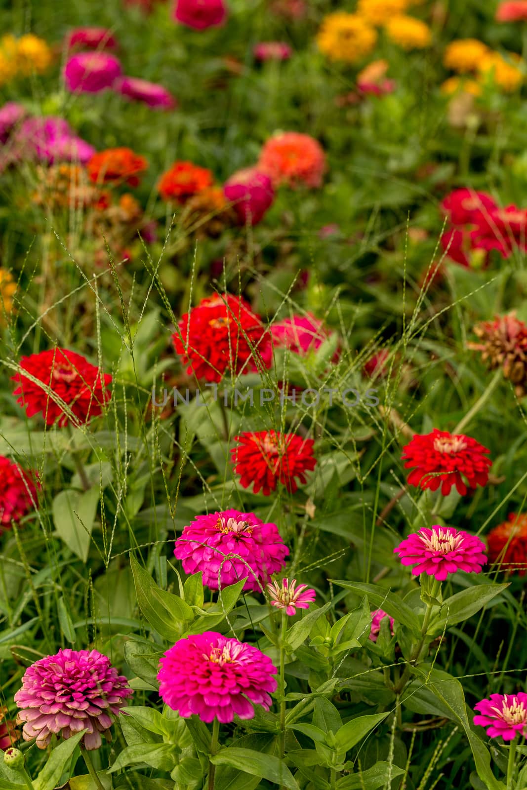 Multi-colored flowers in lawn during summer.