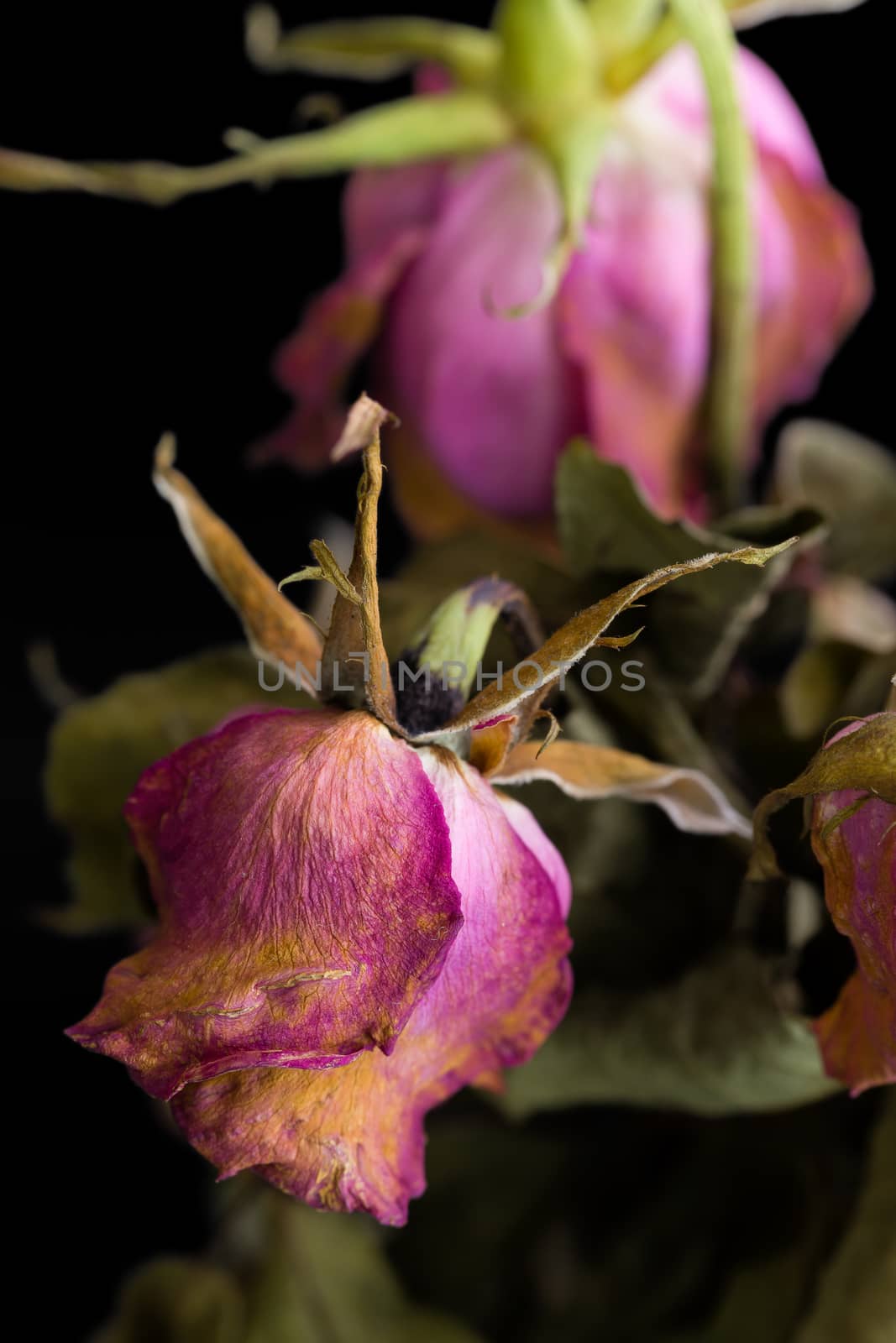 Withered and dried rose flower illustrating sadness concept.