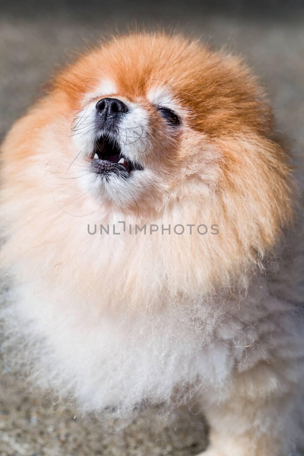 Cute Pomeranian dog face close up shot.