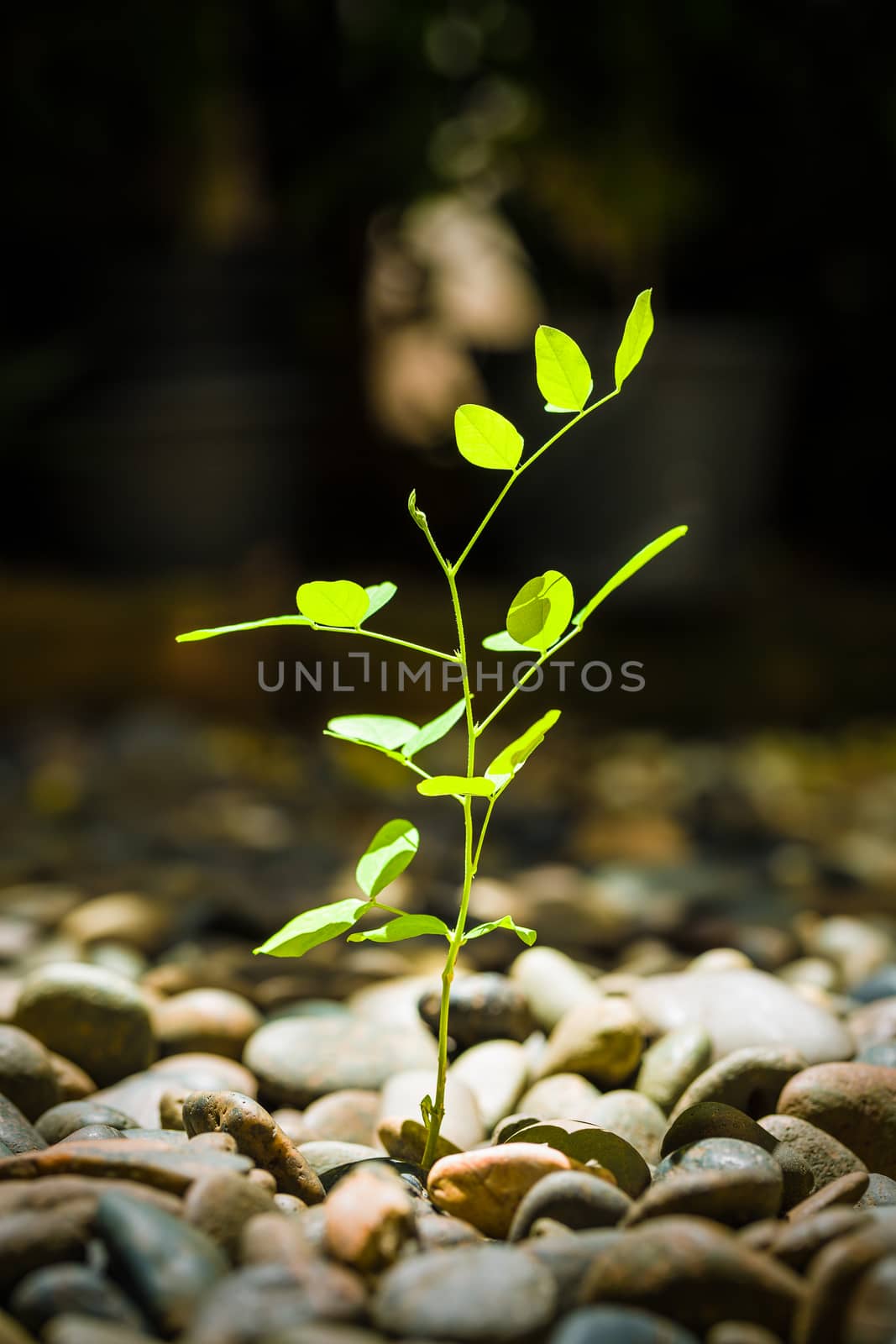 Prosperity concept illustrated by young plant sprout.