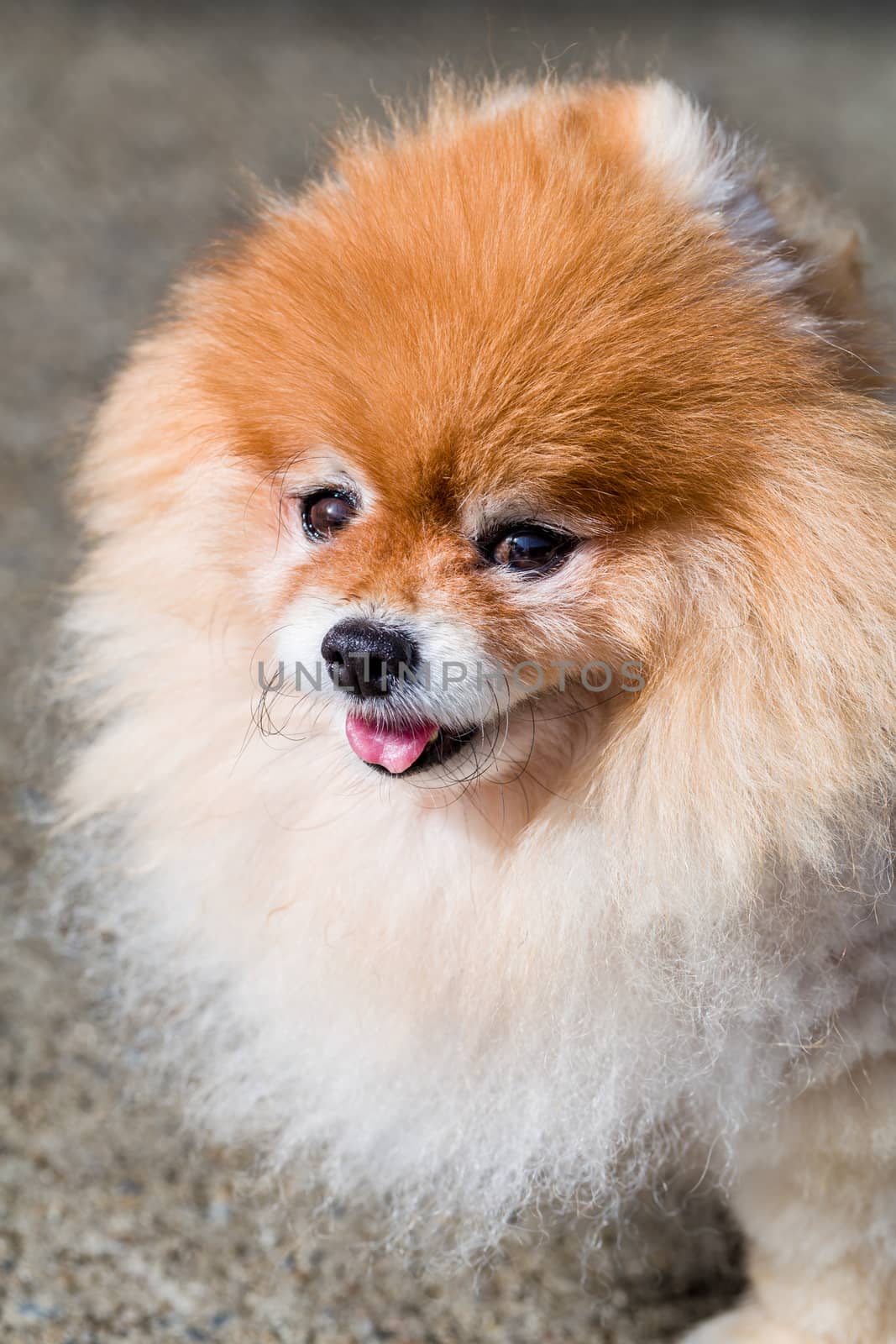 Cute Pomeranian dog face close up shot.