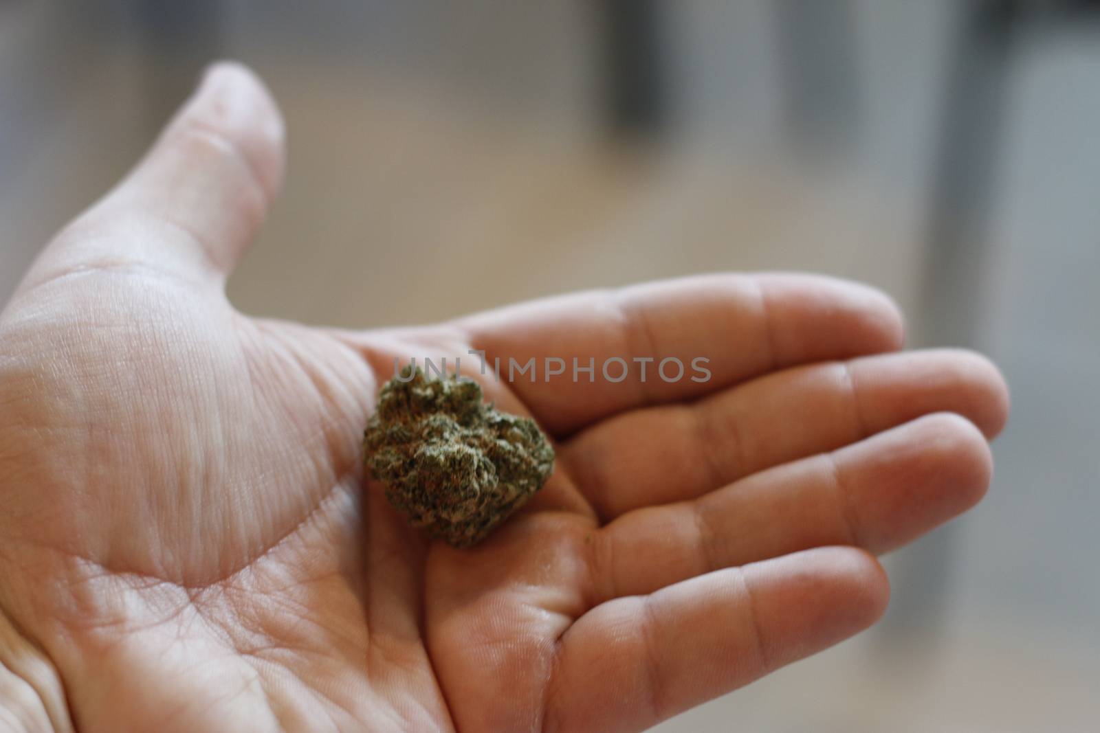 holding a large marijuana bud by mynewturtle1