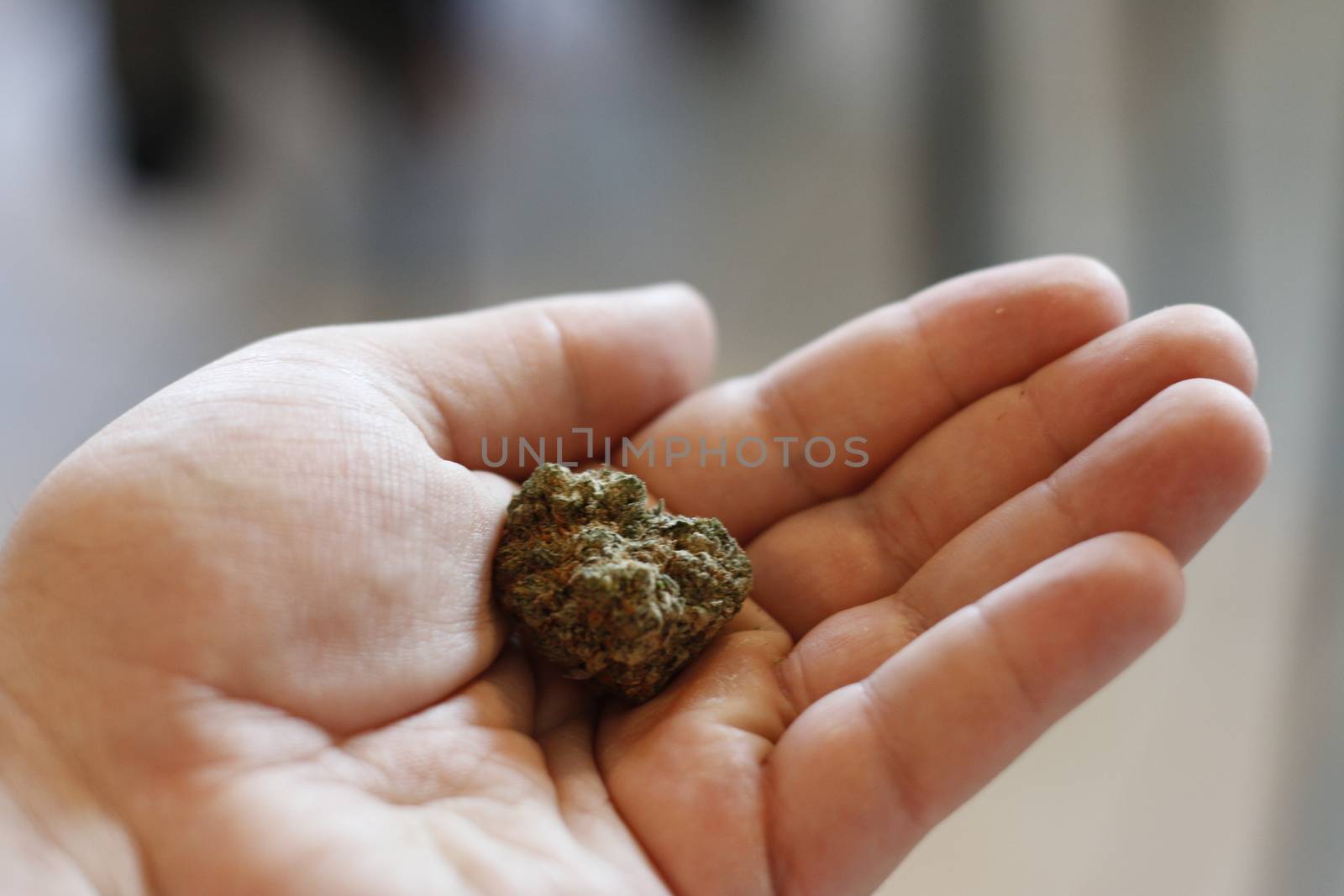 marijuana buds in hand. This is a large bud. 