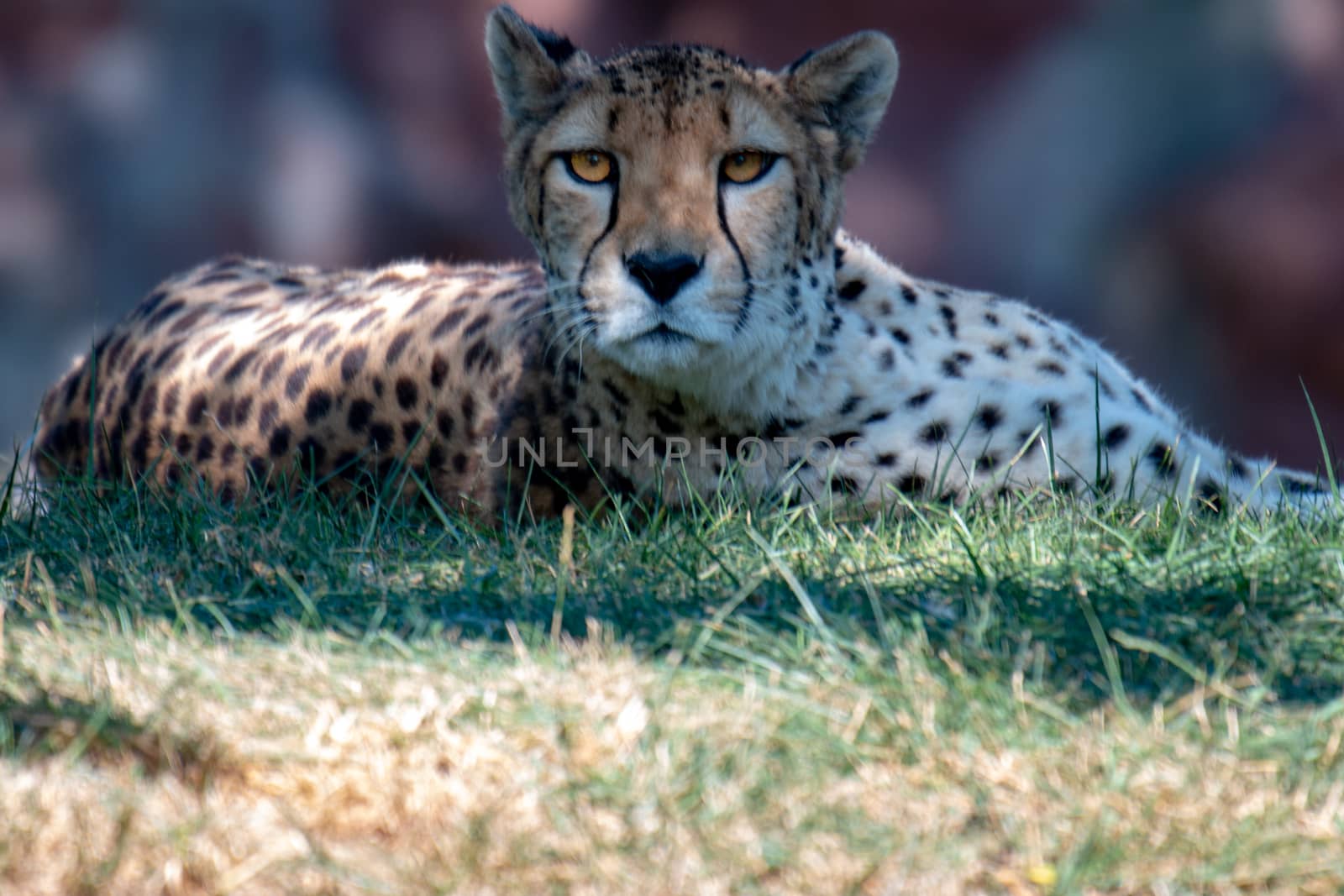 female cheetah laying down in grass after big chase.