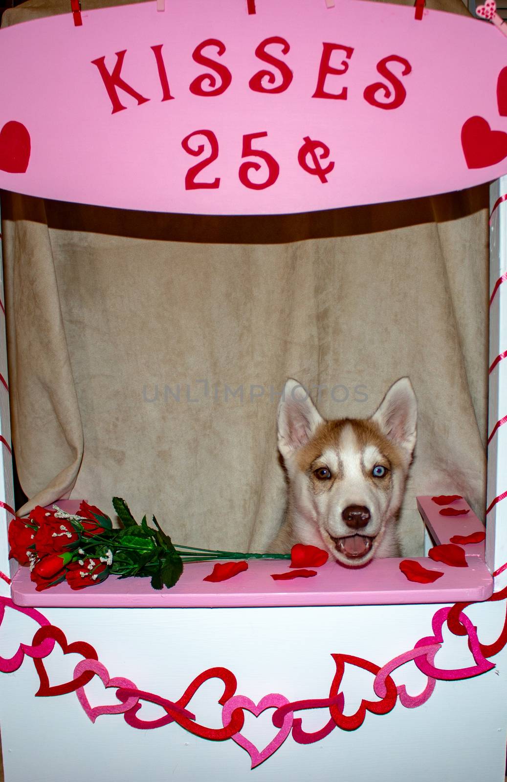 Siberian husky Dog in a Kissing Booth. Theme of valentines day and dog humour. great for concepts by mynewturtle1