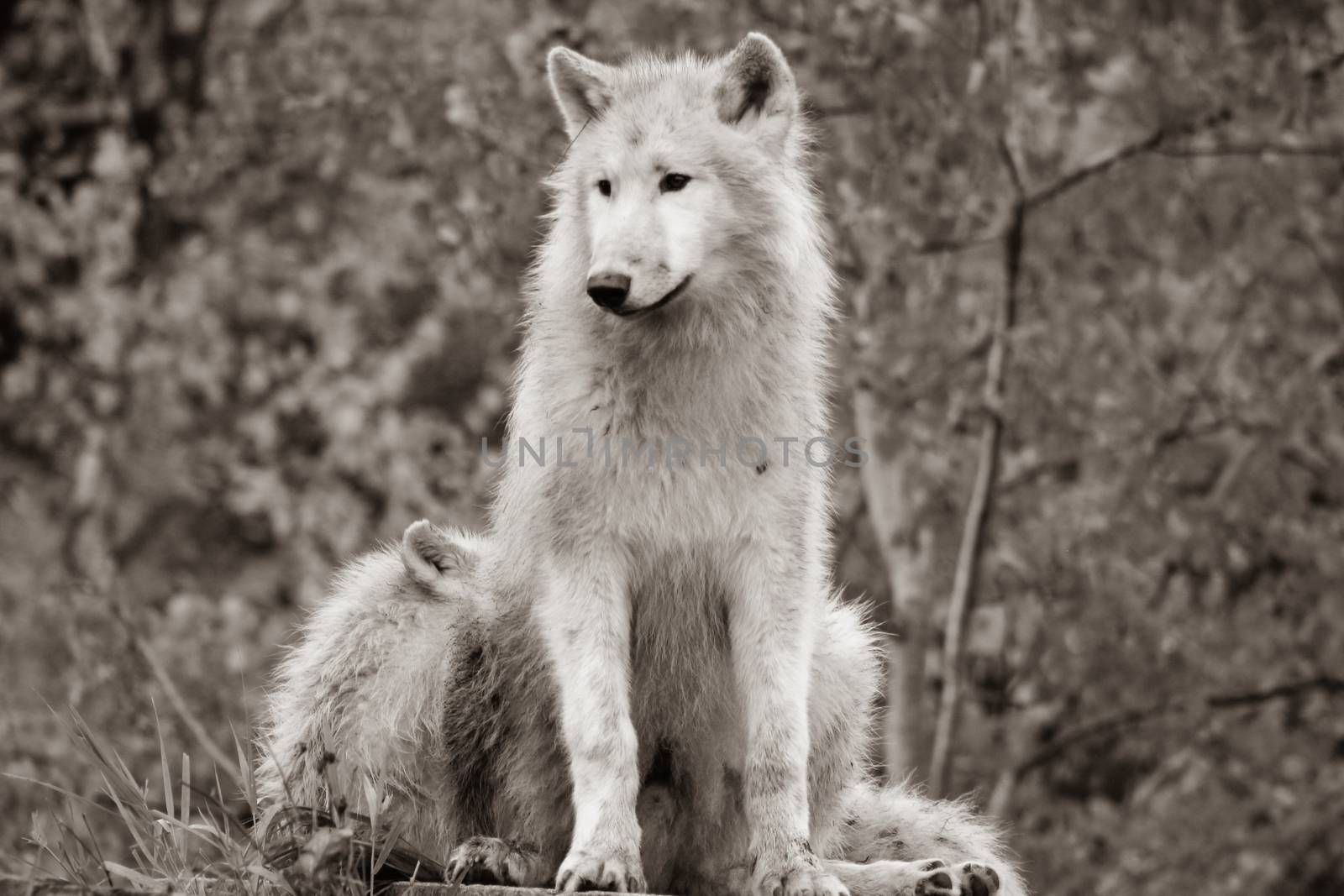 White Arctic wolf Canis lupus arctosportrait has beautiful golden eyes