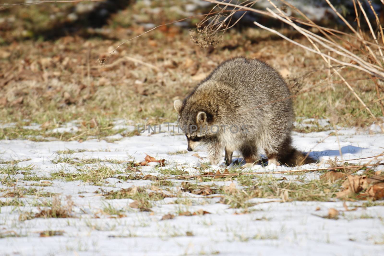 Rabid Raccoon foaming at the mouth. While this particular raccoon may not be rabid, a wet sick raccoon foaming at the mouth is a sign of rabies. Rabies is deadly. by mynewturtle1