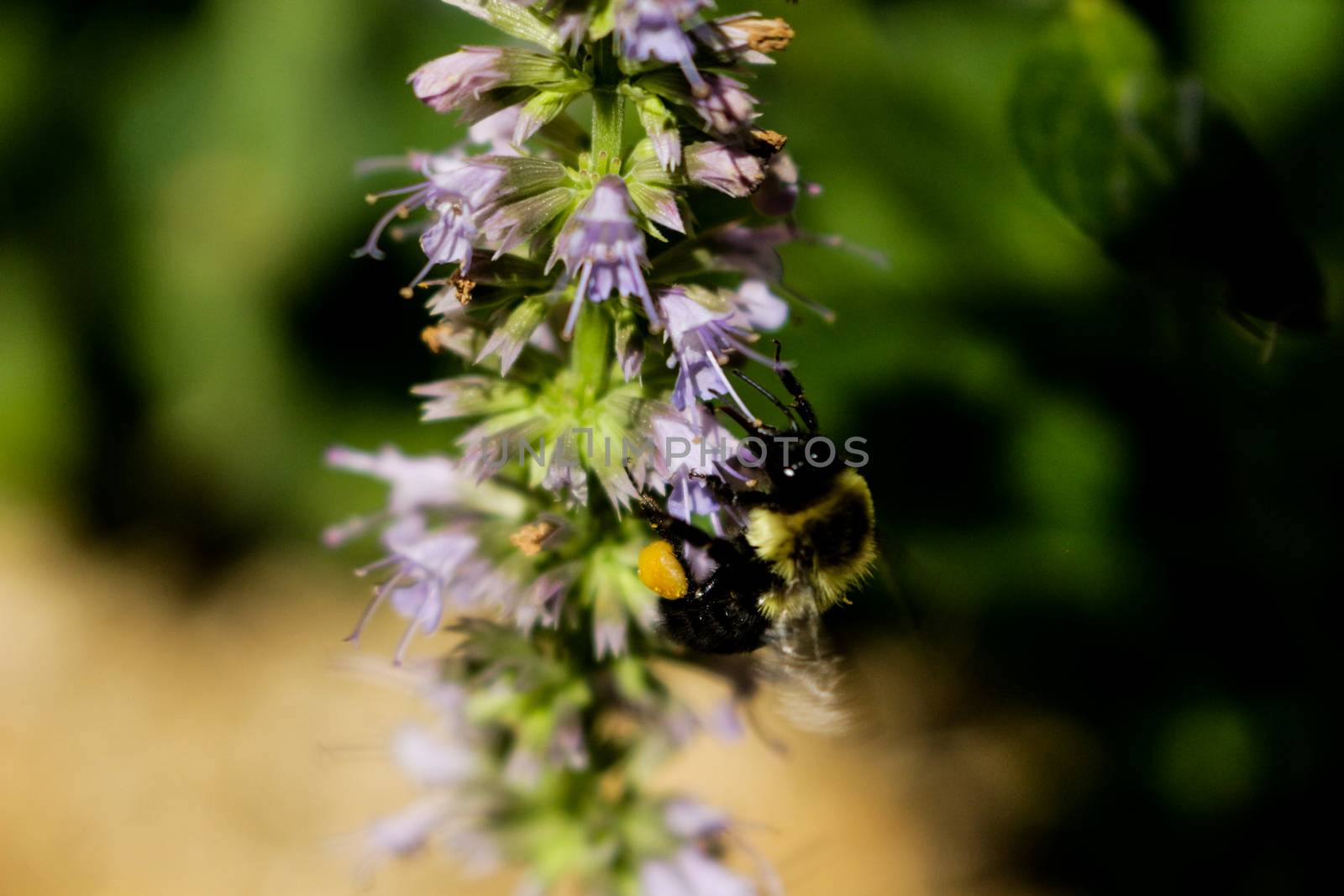 honey bee pollinating a licorice mint plant. Licorice mint is used for medicinal and other teas..