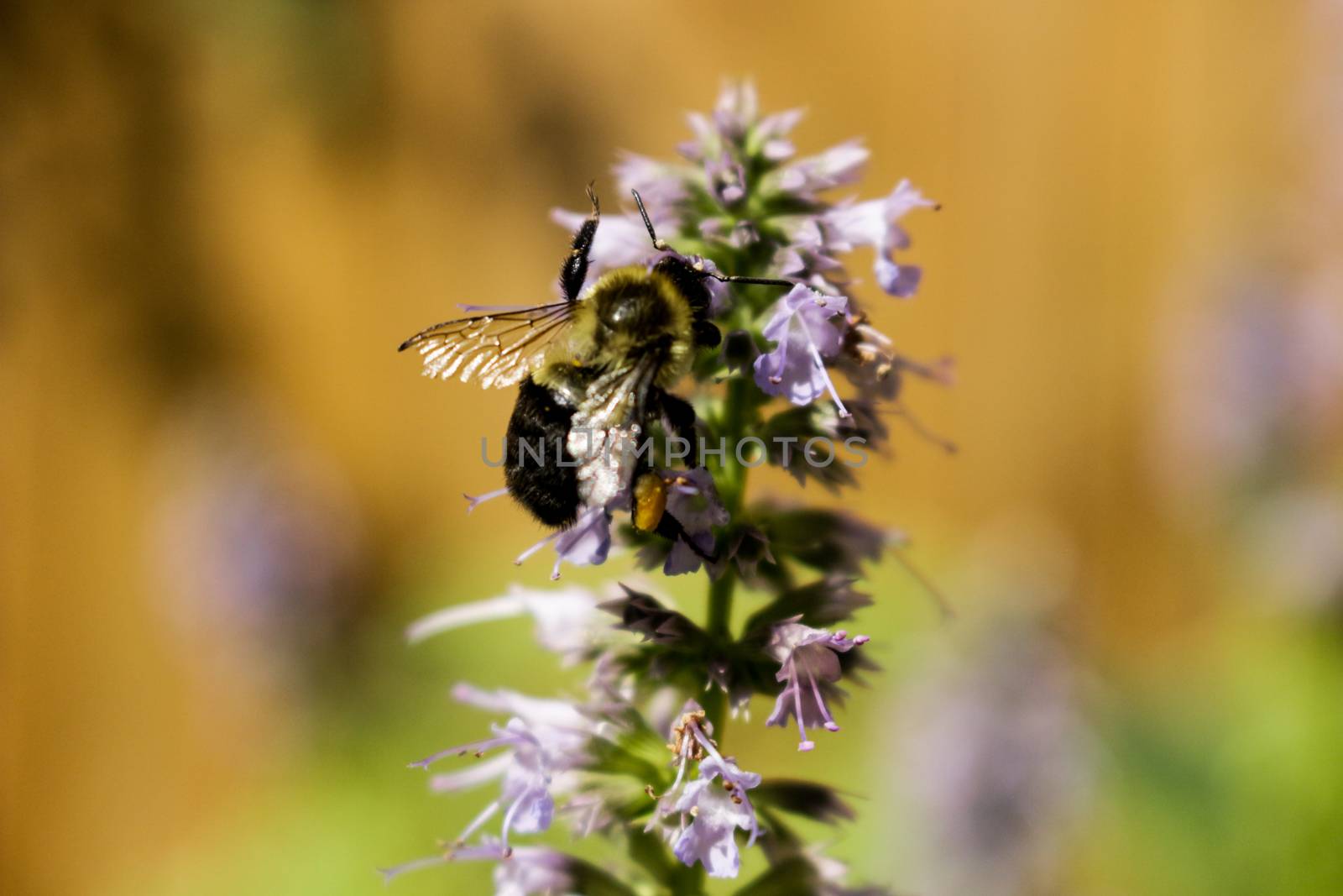 honey bee pollinating a licorice mint plant. Licorice mint is used for medicinal and other teas..