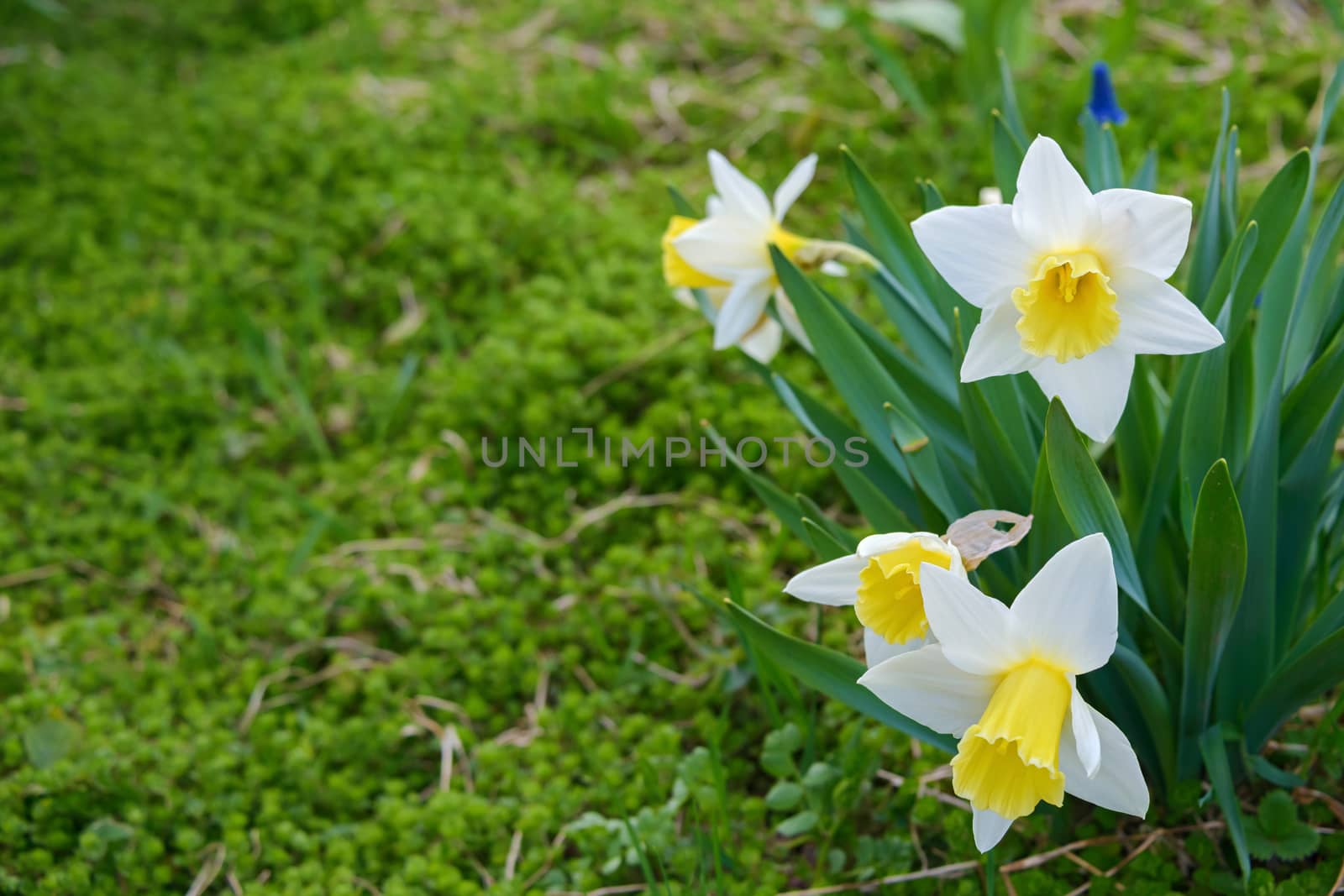 White with yellow middle daffodils with dense narrow leaves bloom in spring on a green blurred grass background.