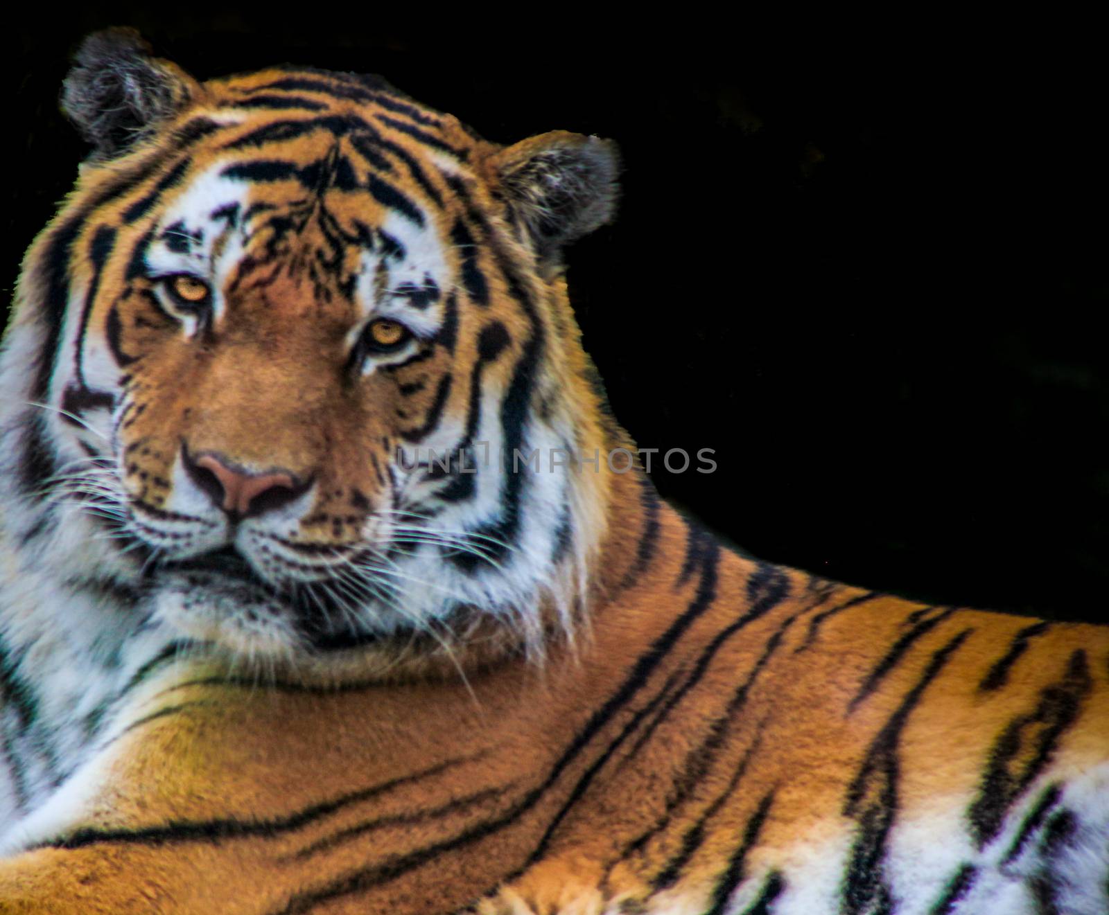 The tiger on the rock on black background. by mynewturtle1
