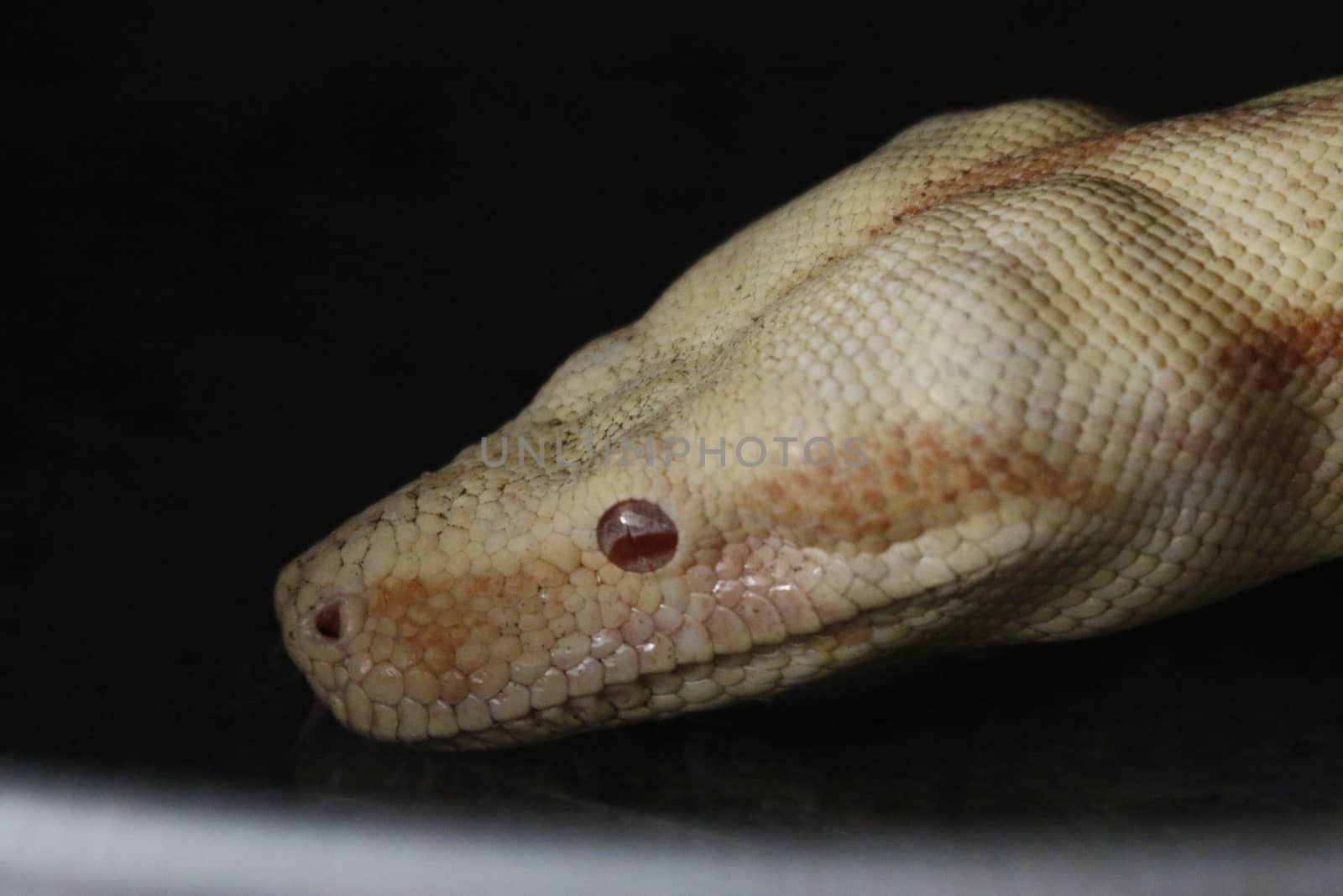 Close-up of Albinos Boa constrictor, Boa constrictor, 2 months old, in front of white background.