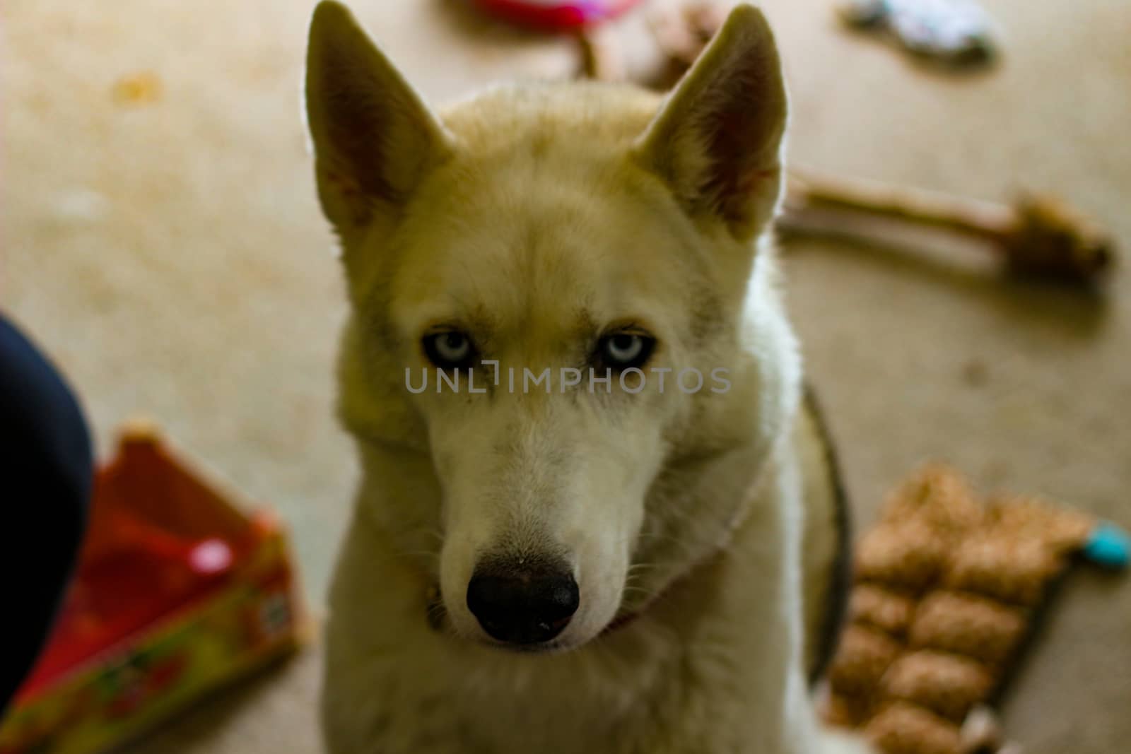Siberian husky dog isolated on gray. Portrait confused funny sled-dog with blue eyes and with pressed ears. Siberian husky dog isolated on gray.