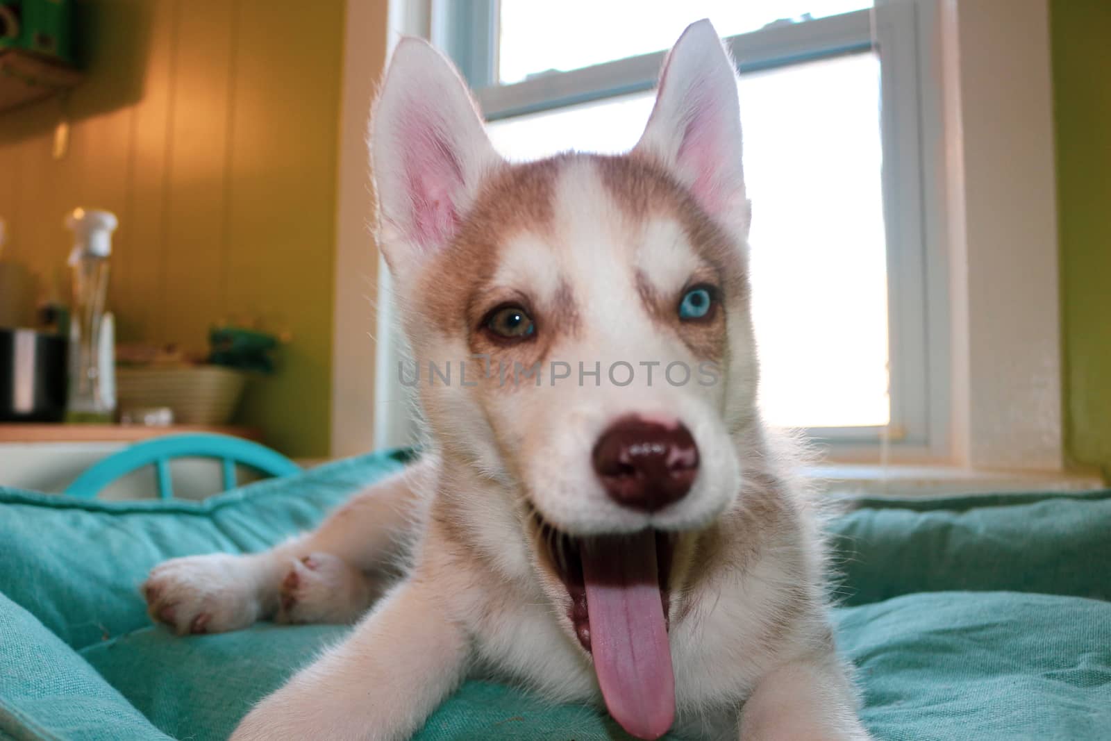 Siberian Husky puppy, age two months. theme of growing up by mynewturtle1