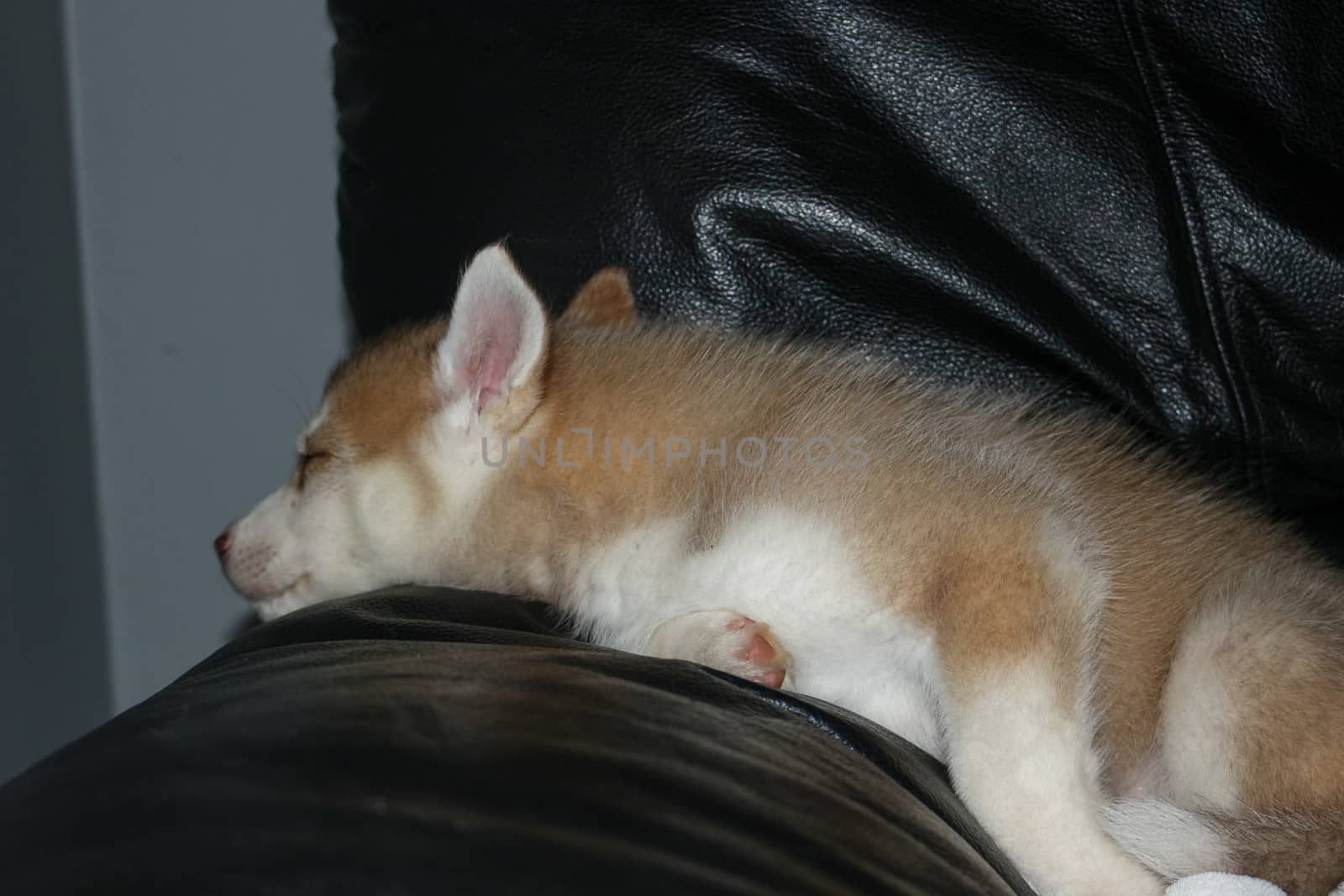 siberian husky puppies sleeping under a grey blanket by mynewturtle1