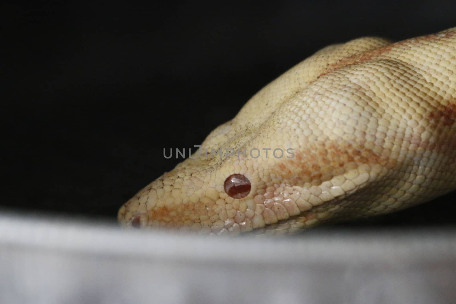 Close-up of Albinos Boa constrictor, Boa constrictor, 2 months old, in front of white background by mynewturtle1