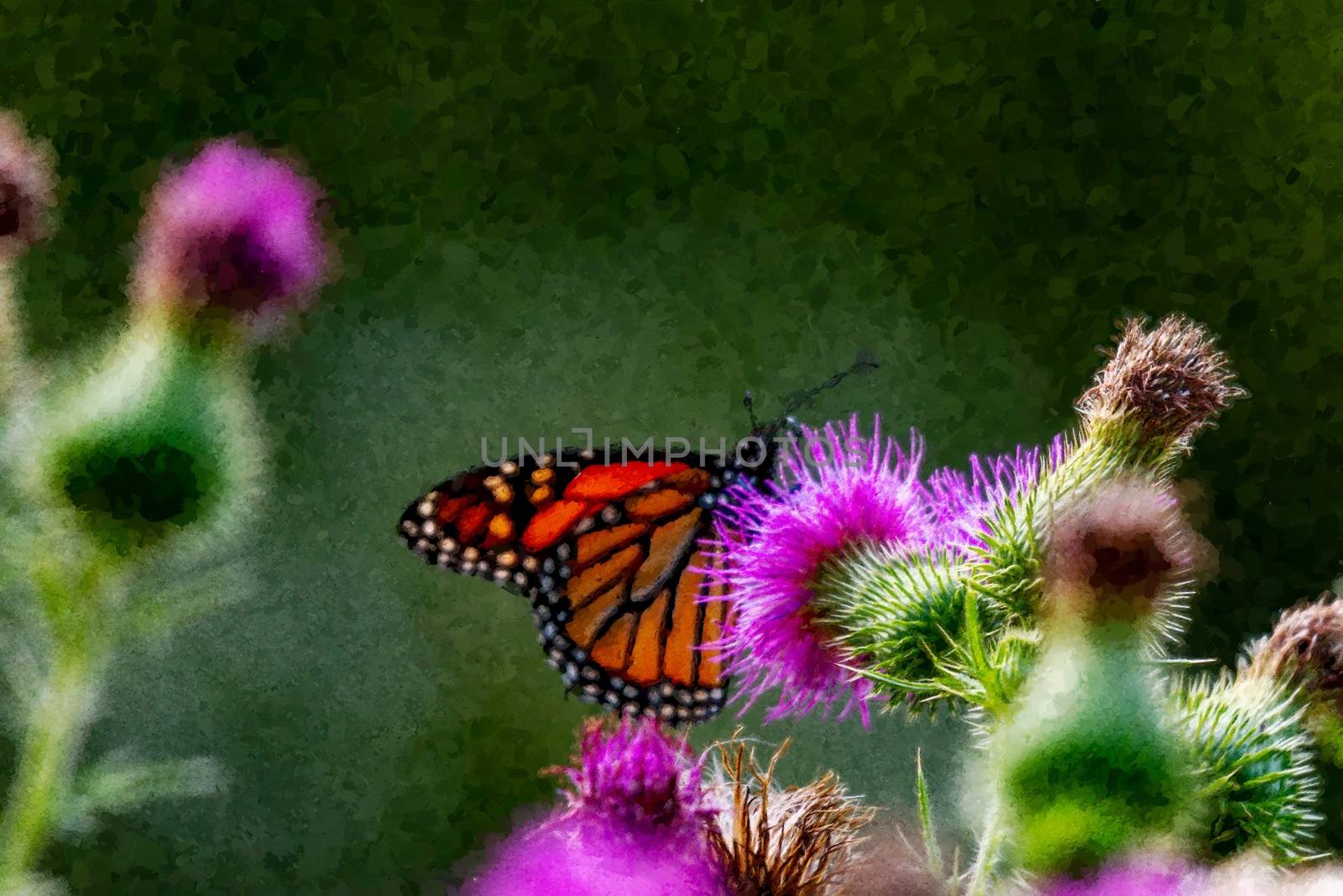 DIGITAL ARTWORK: Monarch on Thistle. A beautiful monarch butterfly pollinating a thistle by mynewturtle1