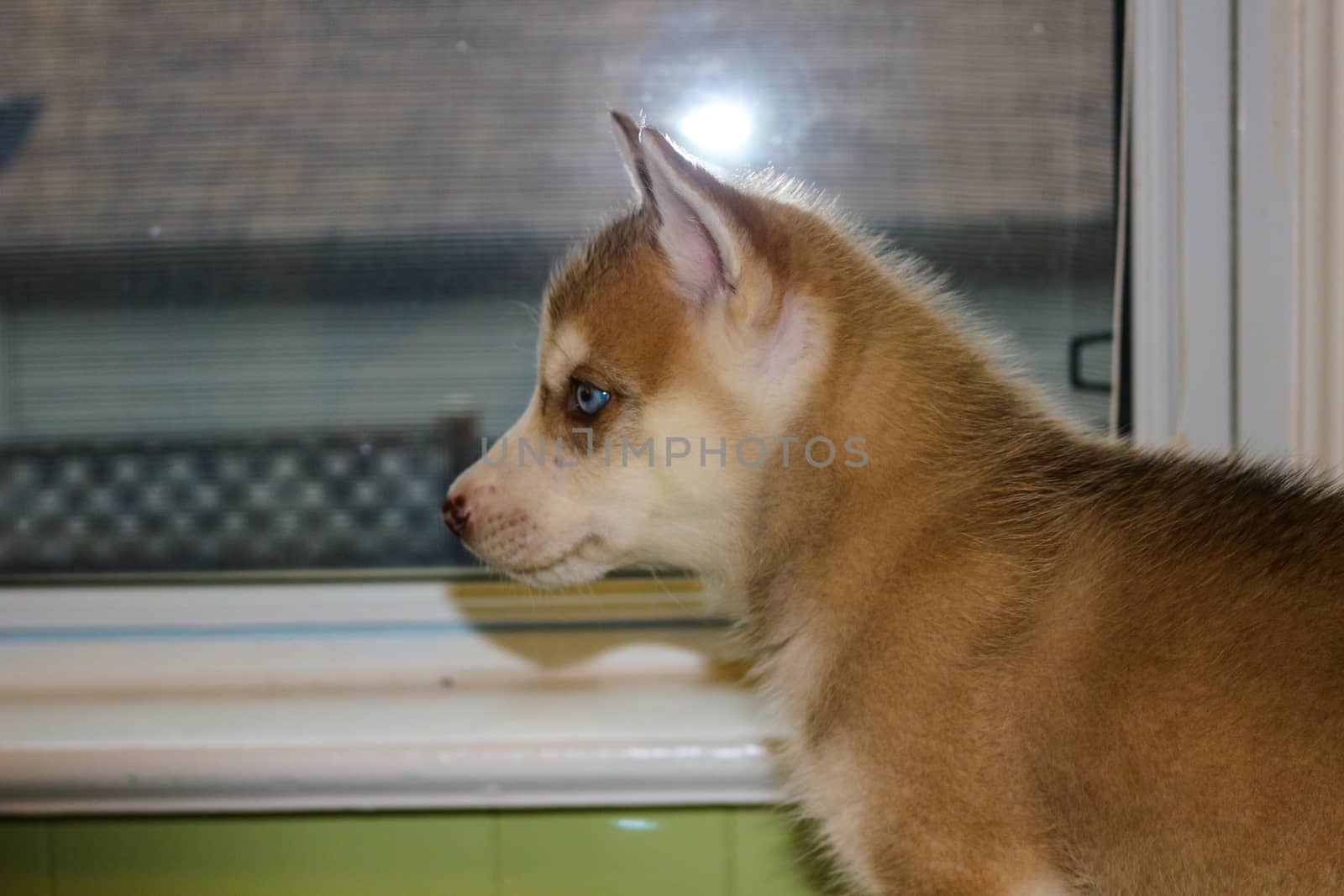 Siberian husky dog with blue eyes sits in the window and waits for the owner, close up.
