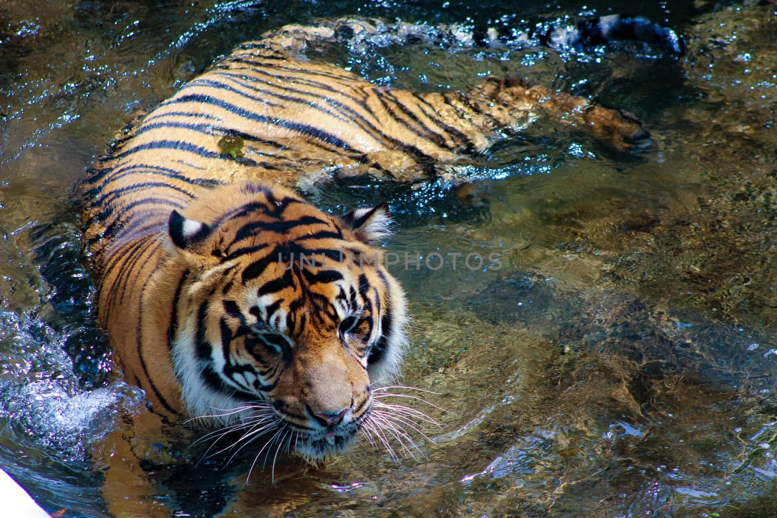 Amur tiger lying and looking forward by mynewturtle1