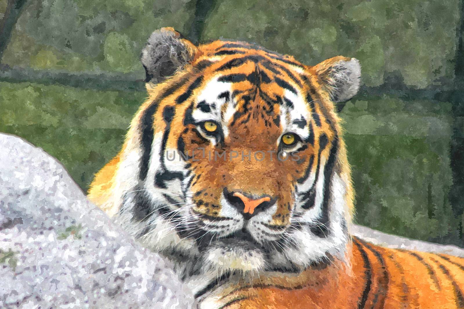 beautiful amur tiger that is critically endangered. Water color manipulation.