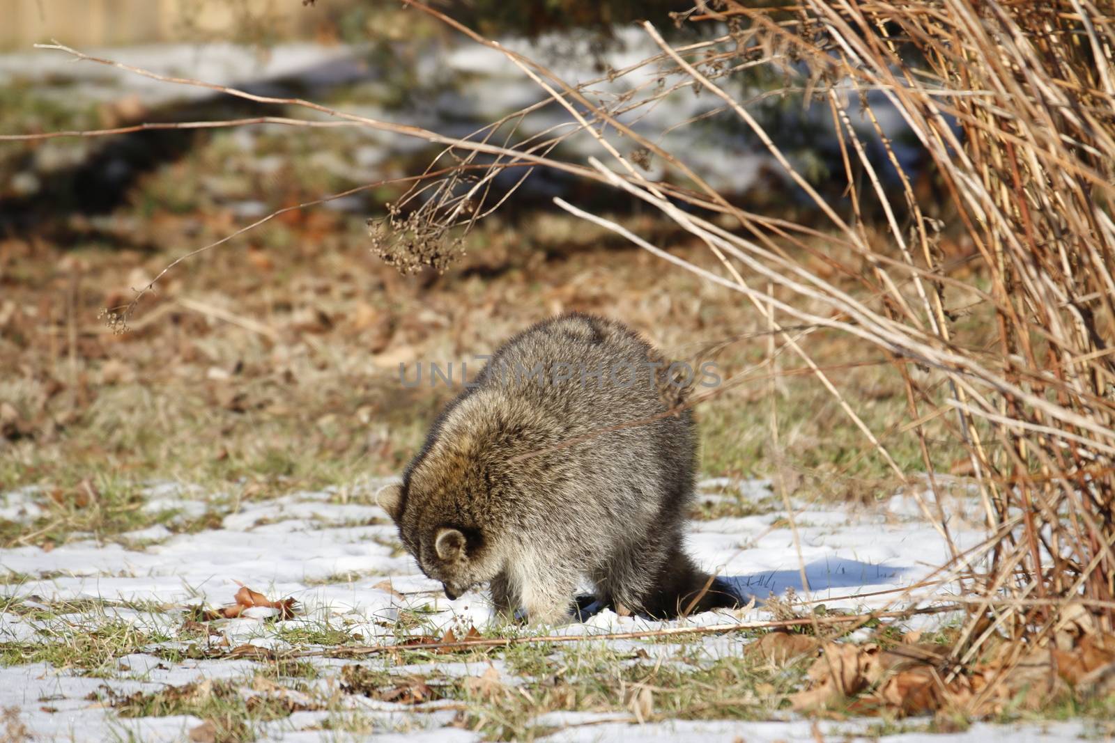 Rabid Raccoon foaming at the mouth. While this particular raccoon may not be rabid, a wet sick raccoon foaming at the mouth is a sign of rabies. Rabies is deadly. by mynewturtle1