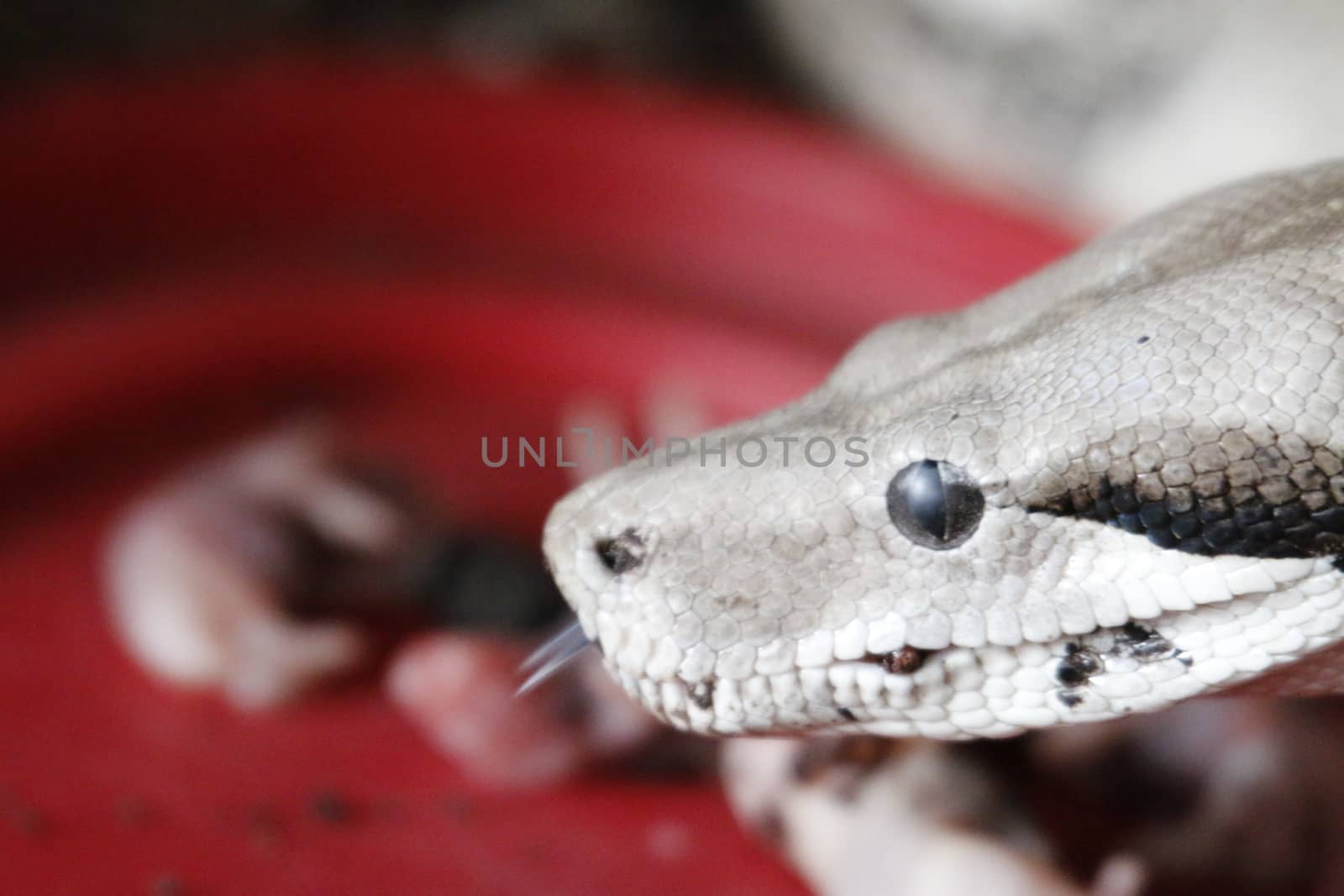 Boa Constrictor. Common Boa Constrictor found throughout Central America and Costa Rica by mynewturtle1