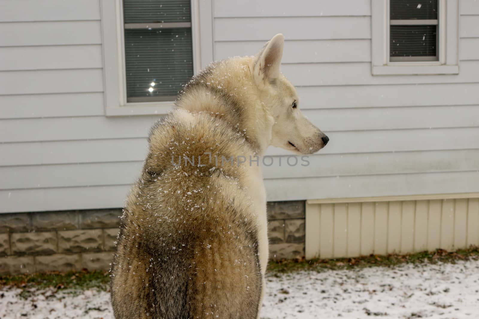 Husky dog walking on the street in the snow. Portrait of husky dogs..