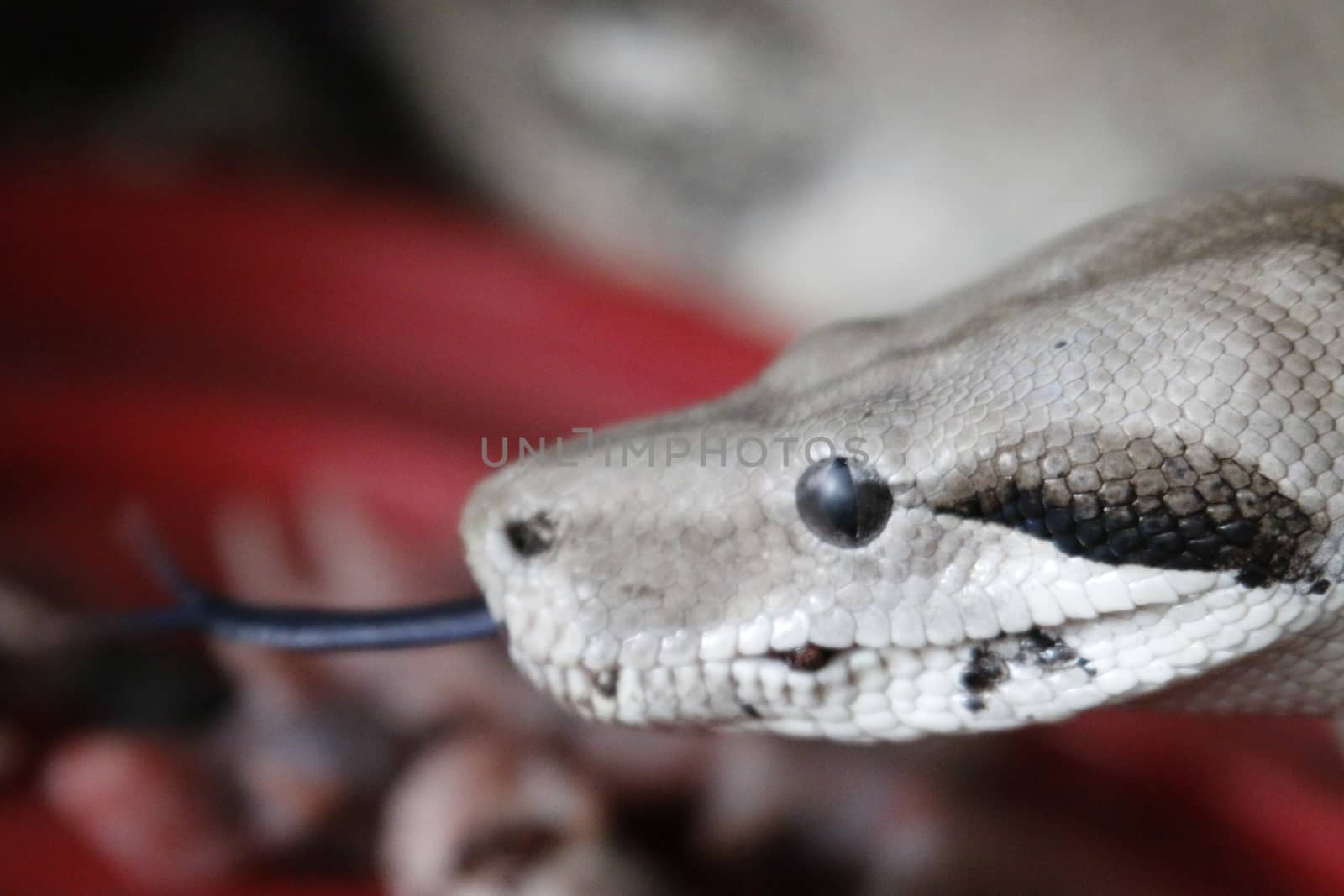 Boa Constrictor. Common Boa Constrictor found throughout Central America and Costa Rica.