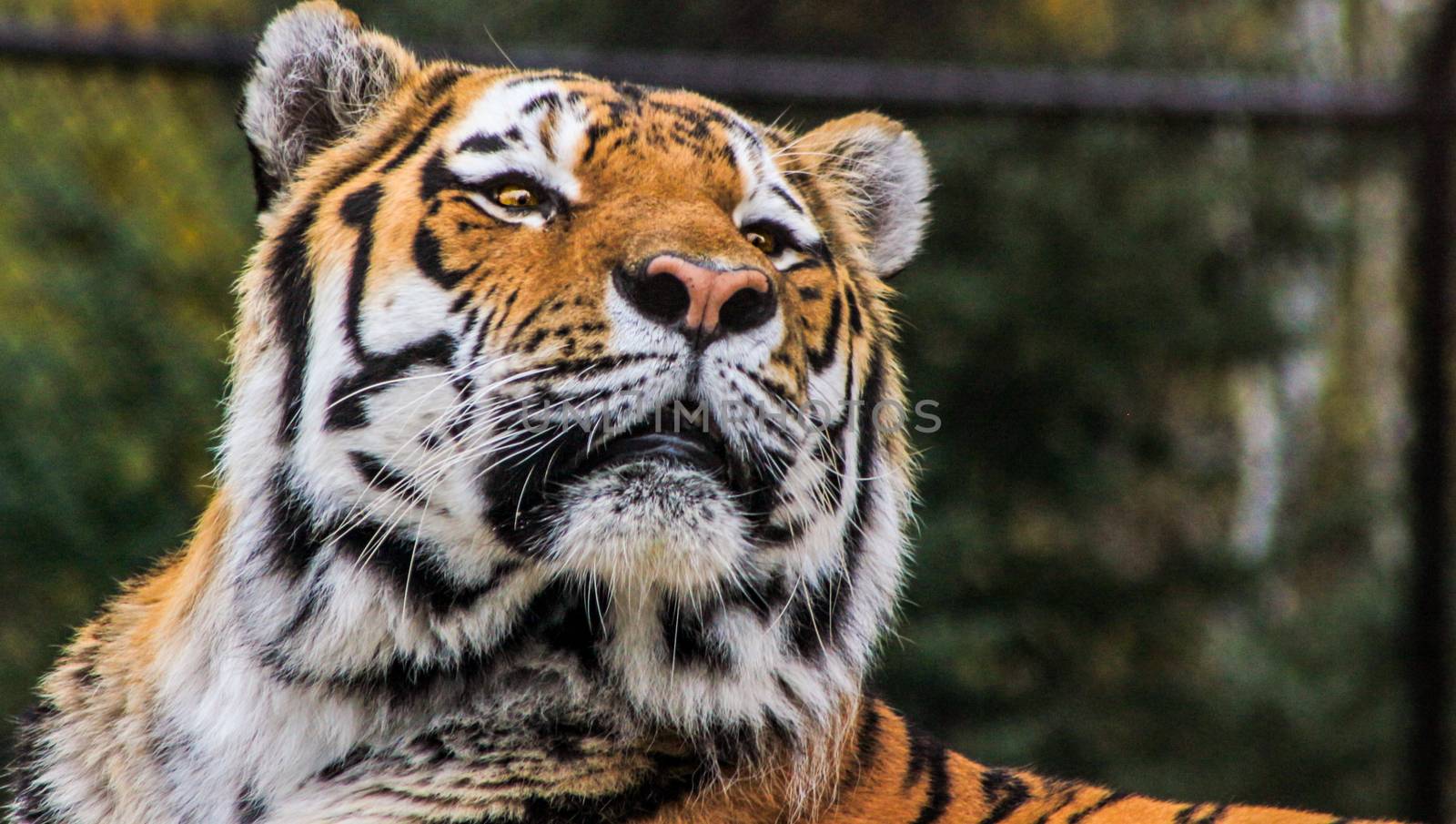 Beautiful amur tiger portrait as the animal looks to the sky by mynewturtle1