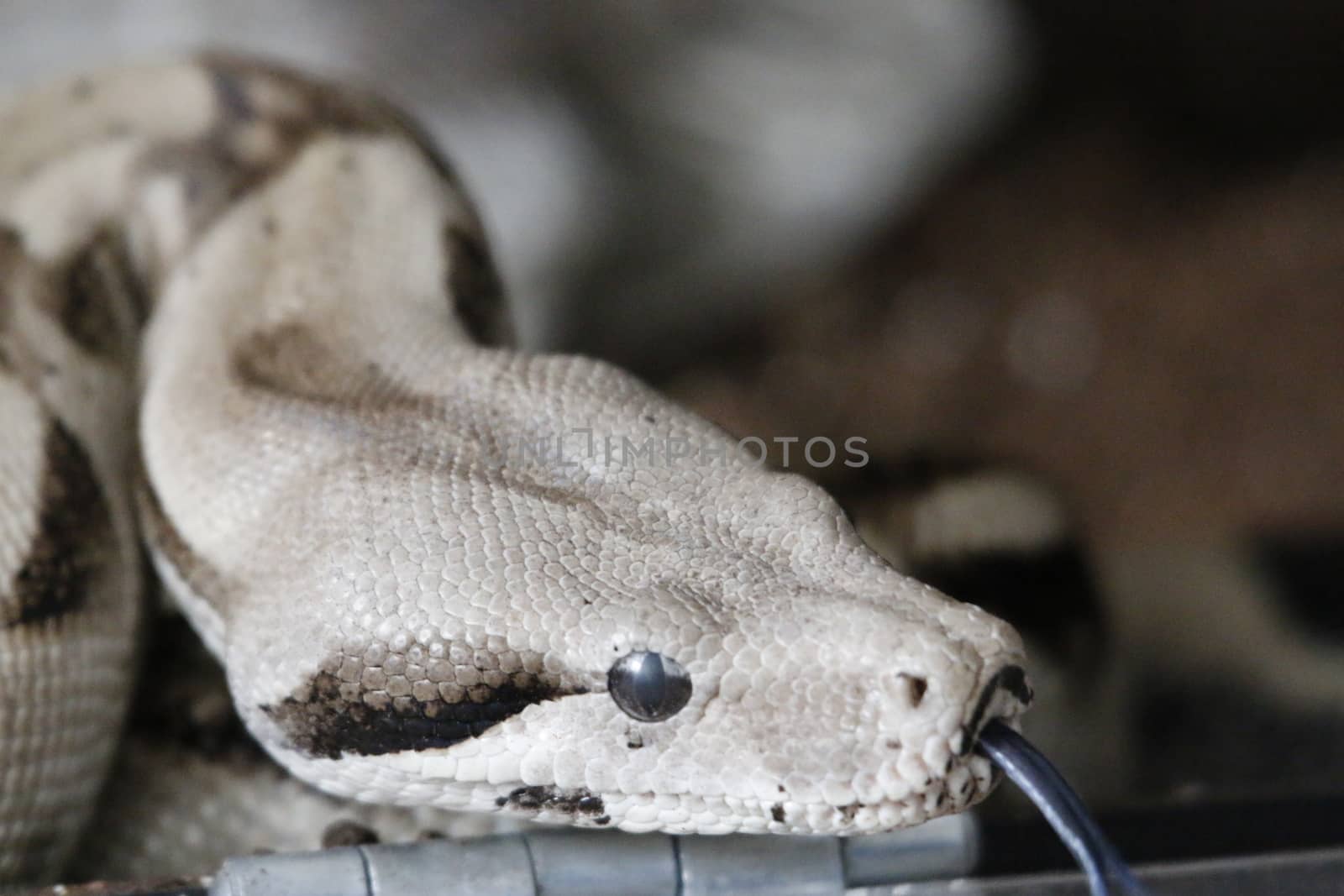 Boa constrictor, a species of large, heavy-bodied snake. by mynewturtle1