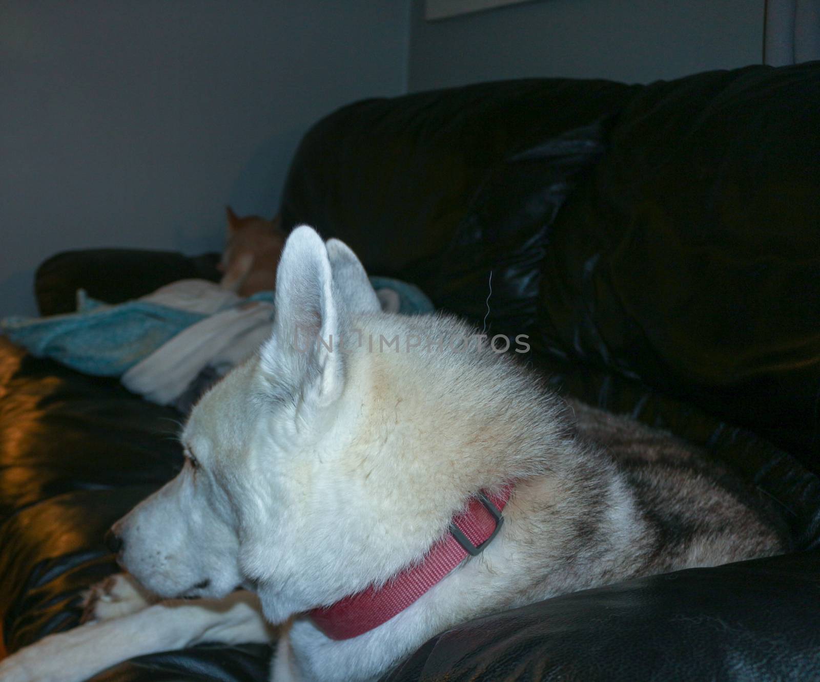 Lovely Siberian husky sleeps on a cozy sofa. Cute husky dog curl up in a ball on the master sofa in anticipation of the owner. Concept of a boring pet..