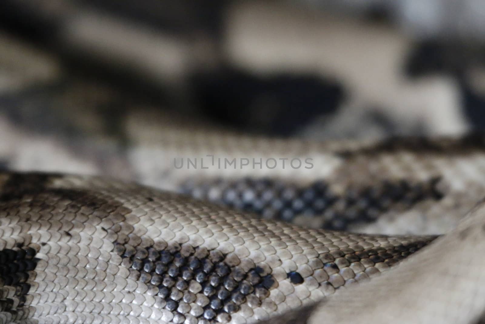 snake skin closeup photo showing the details of the scales by mynewturtle1