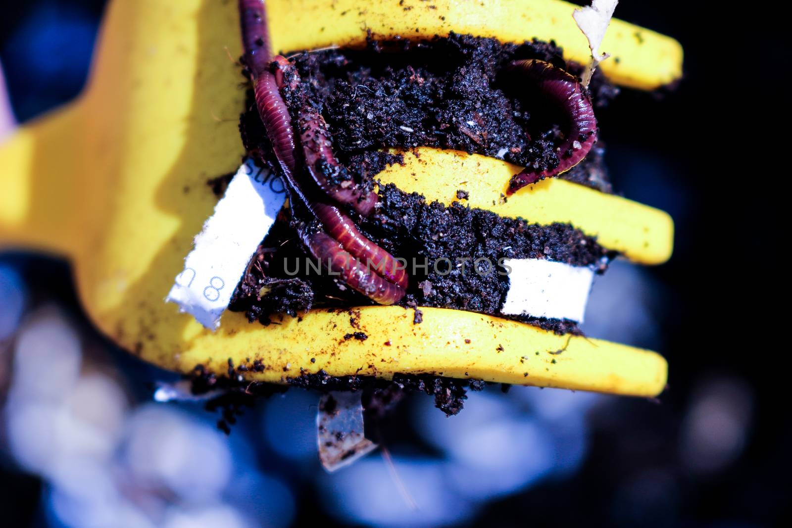 Red Worms, Dendrobena Veneta, common compost worm in a yellow pi by mynewturtle1