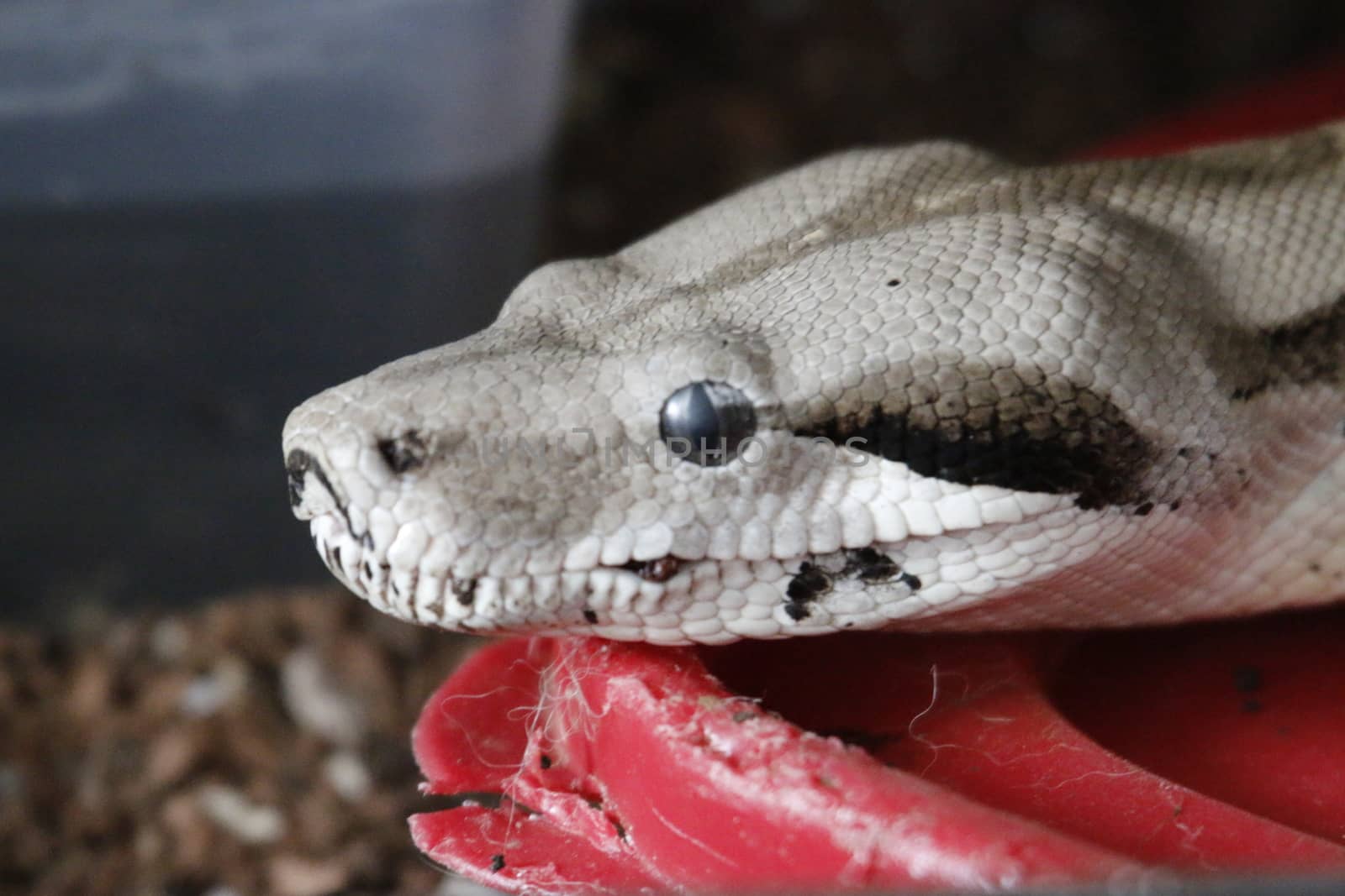 Boa Constrictor. Common Boa Constrictor found throughout Central America and Costa Rica.