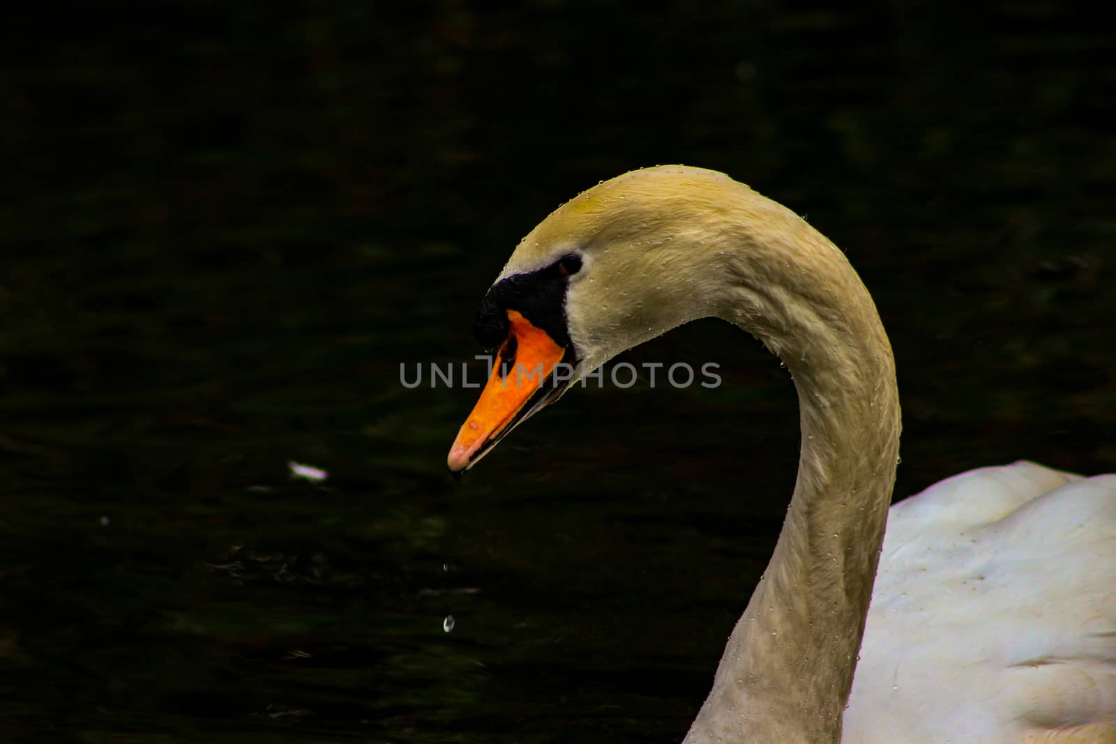 Mute swan head shot beautiful animal that is an iconic beauty animal.