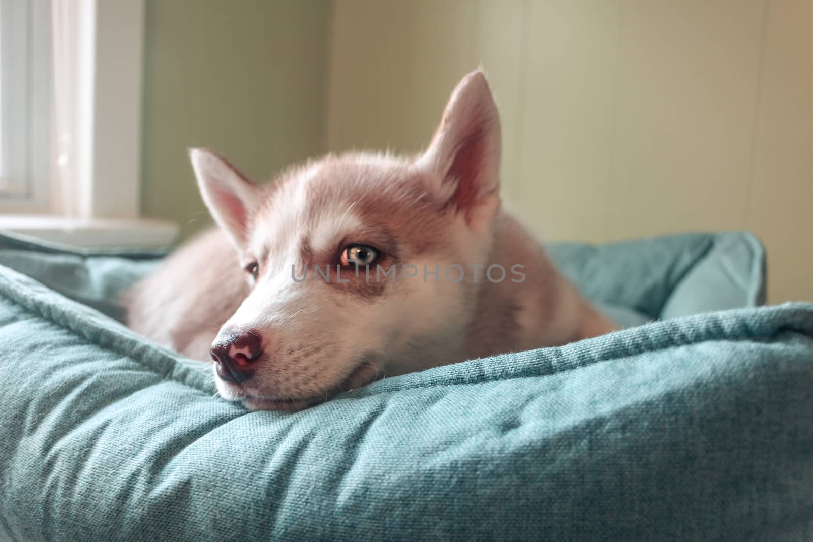 Siberian Husky puppy, age two months