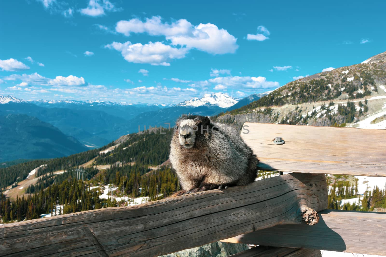 A Hoary marmot on a mountain with a beautiful mountain backdrop by mynewturtle1