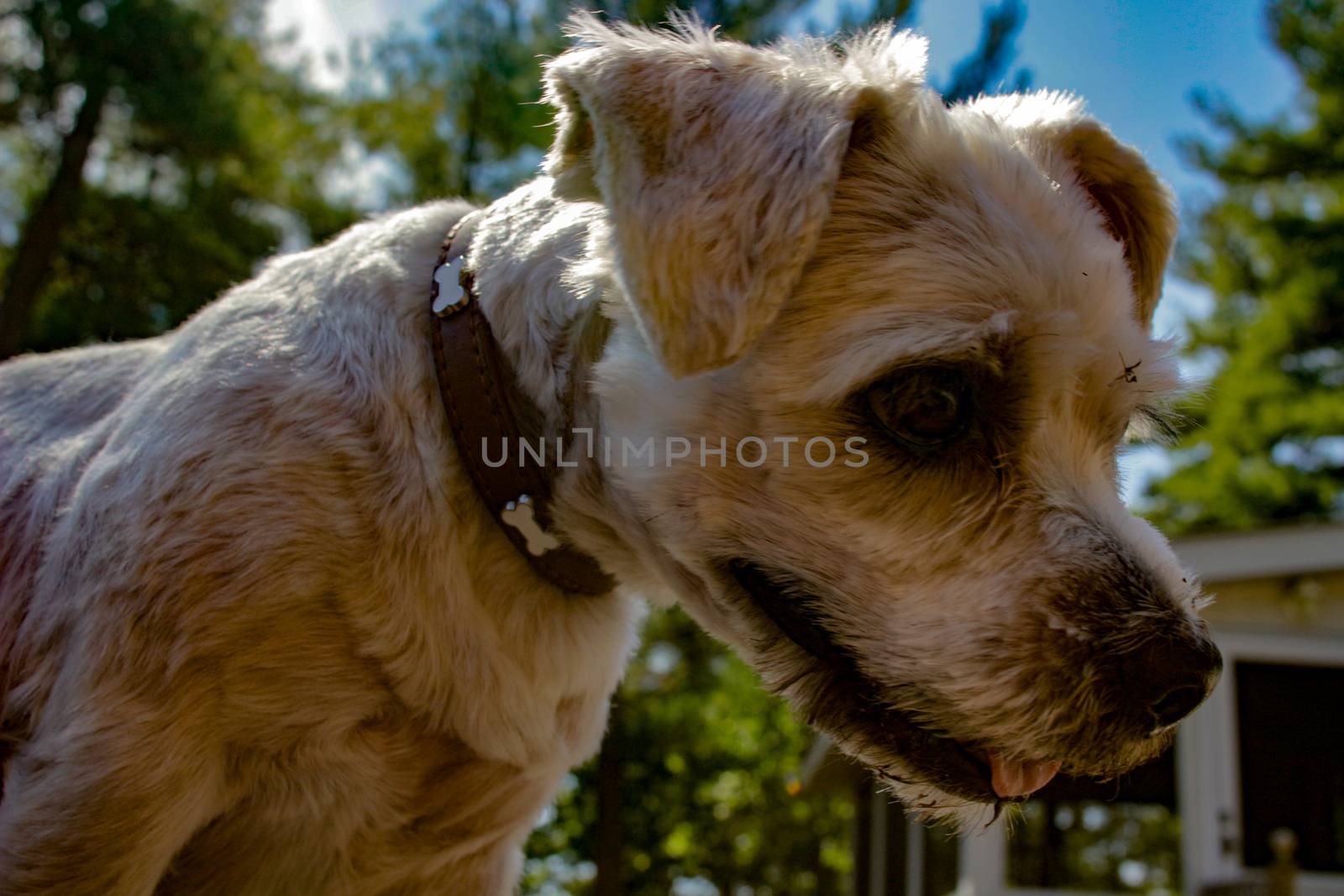 A scruffy Shih Tzu mixed breed dog outdoors.