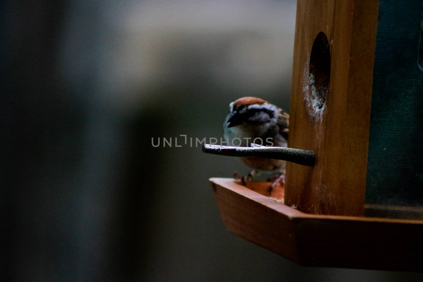 house sparrow with suet pellet in bill on bird feeder