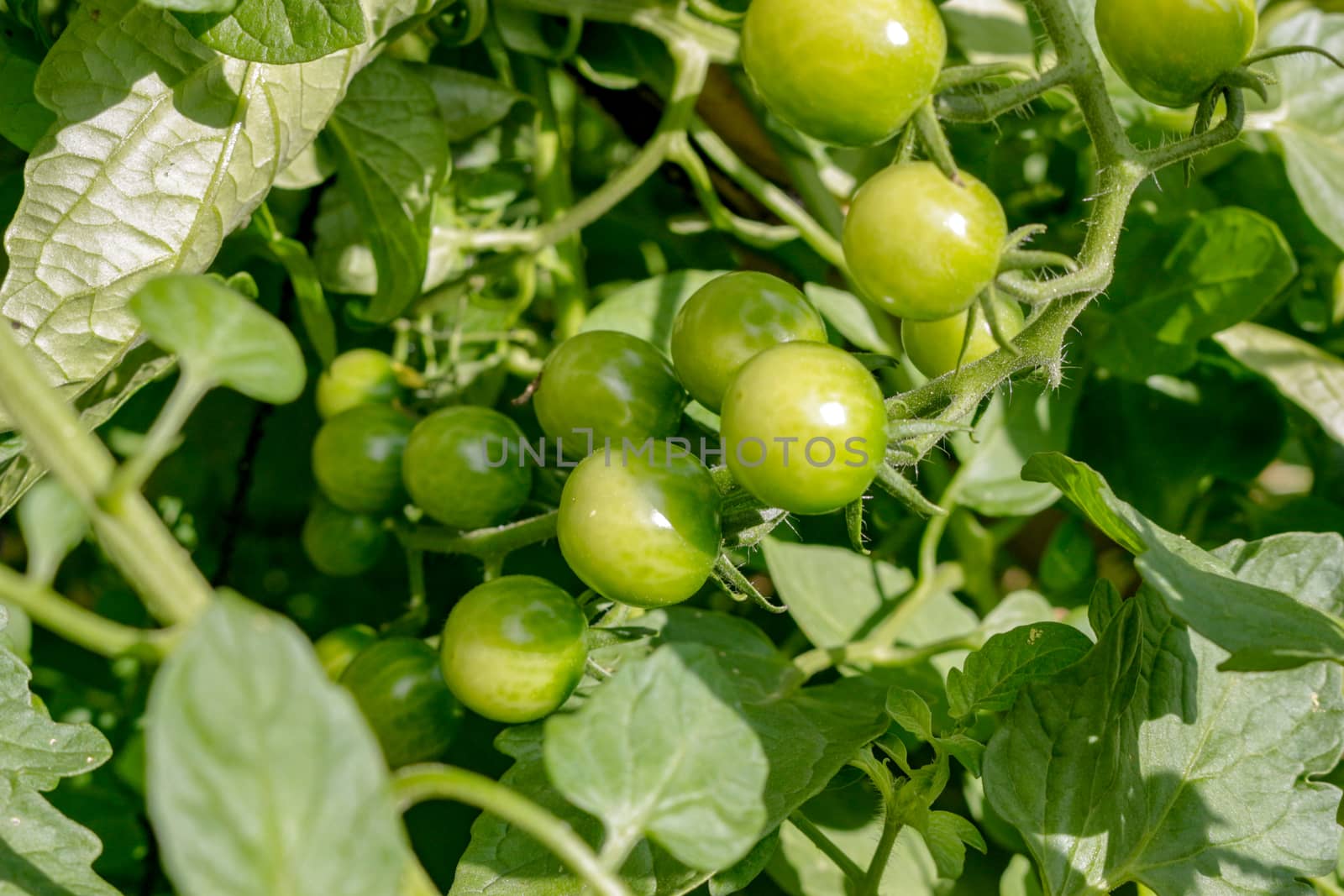 Cherry Tomato on the vine still green and ready to ripen by mynewturtle1