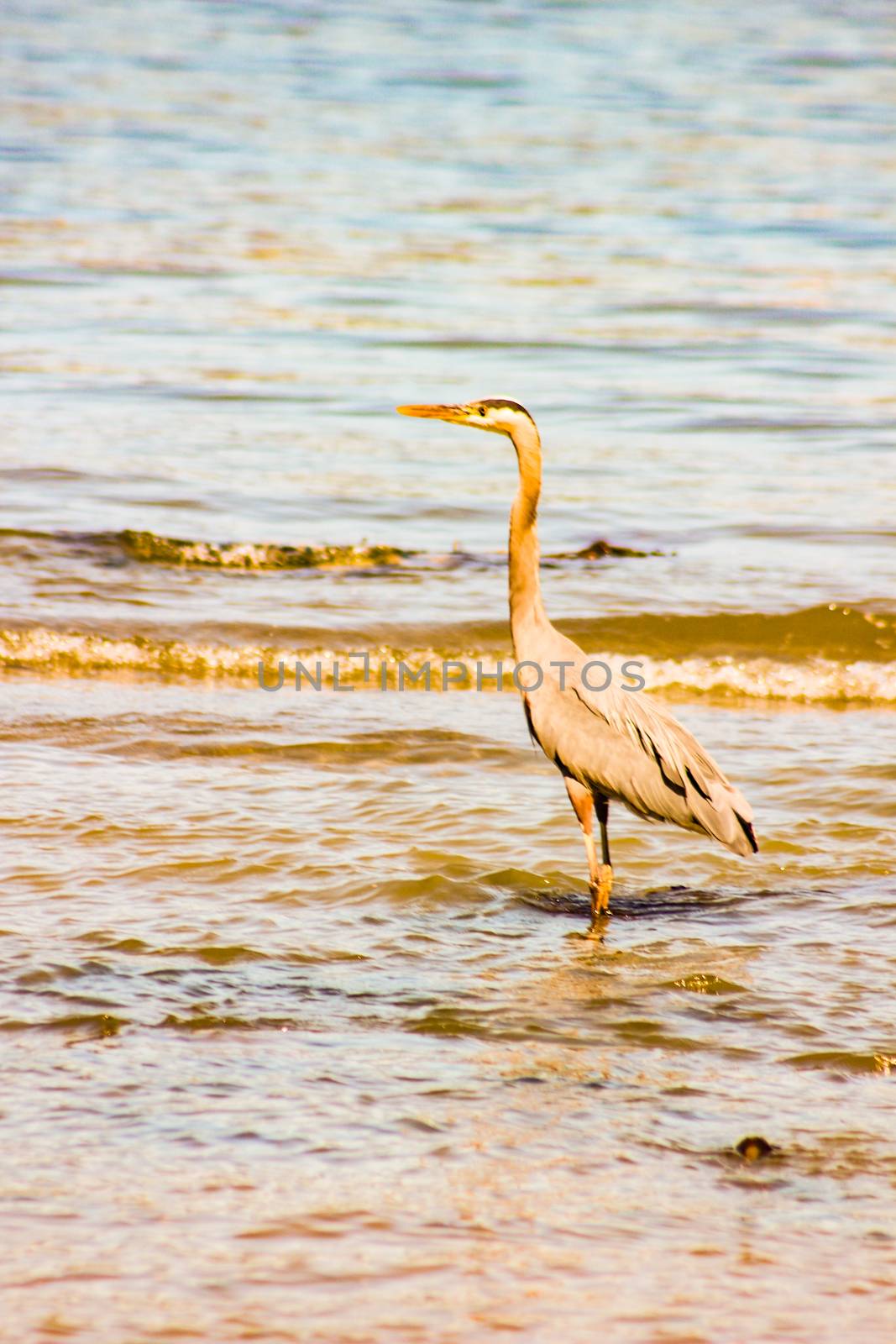 Great Blue Heron On A Gulf Coast Beach With Waves by mynewturtle1