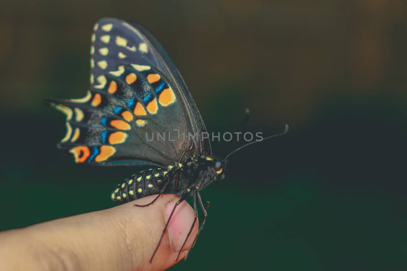 Butterfly on the hand. Bright beautiful butterflies. Swallowtail butterfly, Papilio machaon.