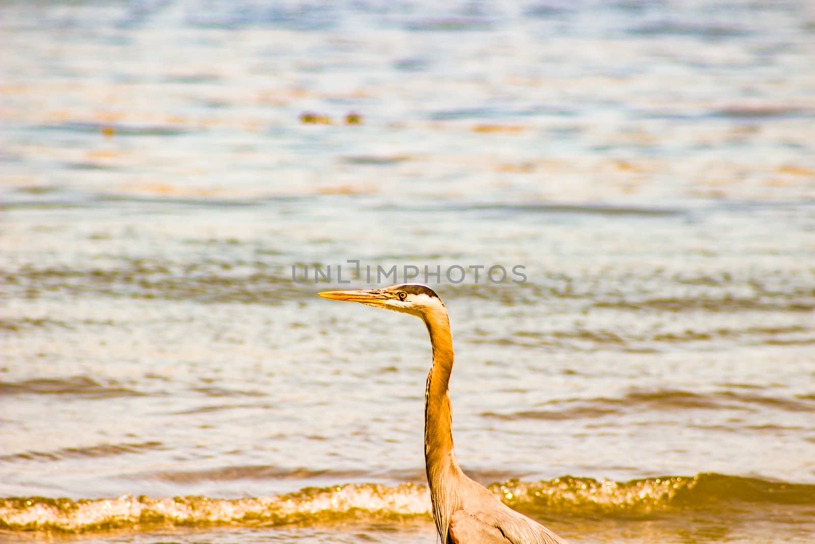 Great Blue Heron On A Gulf Coast Beach With Waves by mynewturtle1