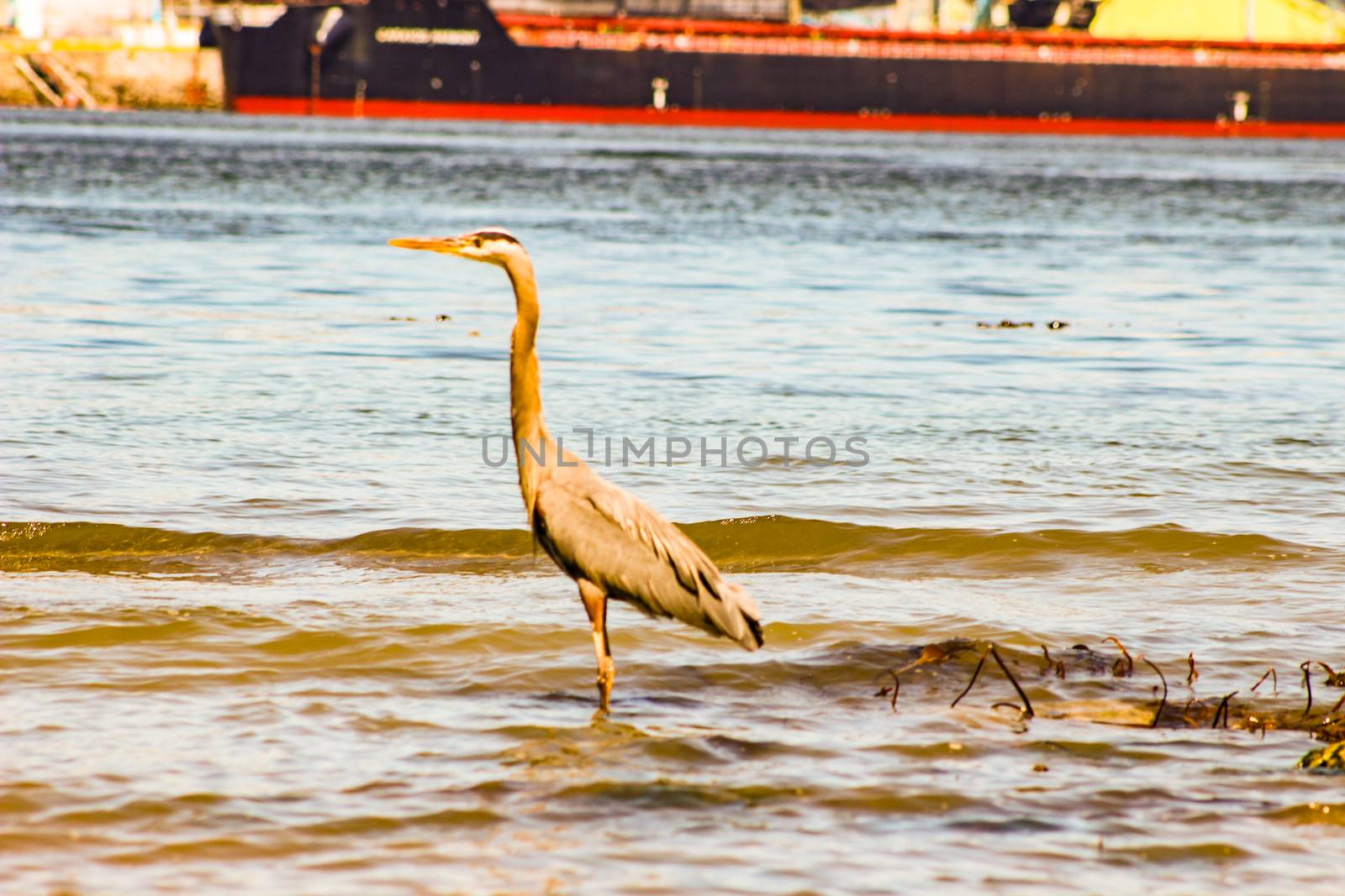 great blue heron on a sunny day in vancouver by mynewturtle1