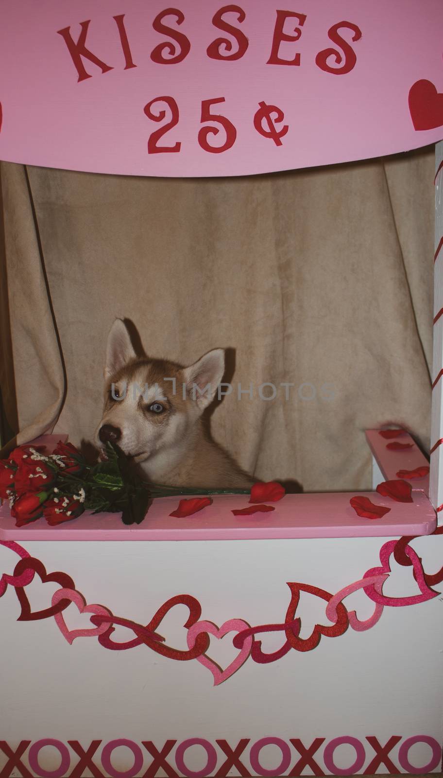 Valentine's day husky puppy with a big red heart and a single red rose on a black background. by mynewturtle1
