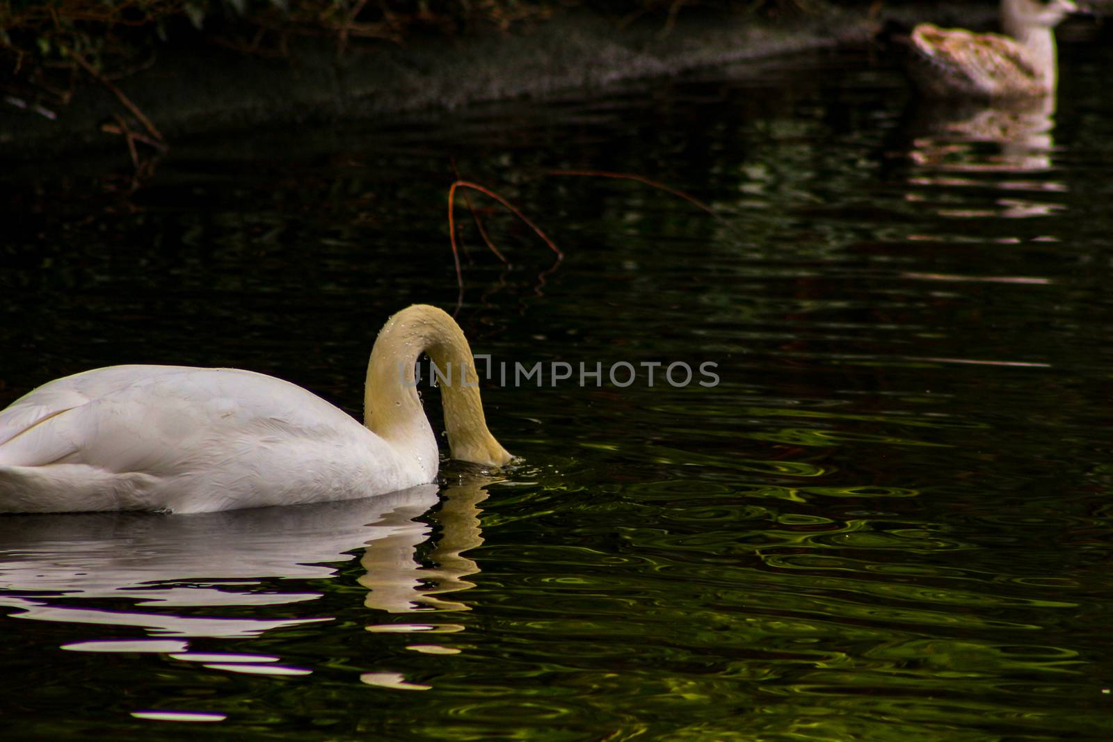 White swan in the foggy lake at the dawn. Morning lights. Romantic background. Beautiful swan. Cygnus. Romance of white swan with clear beautiful landscape..