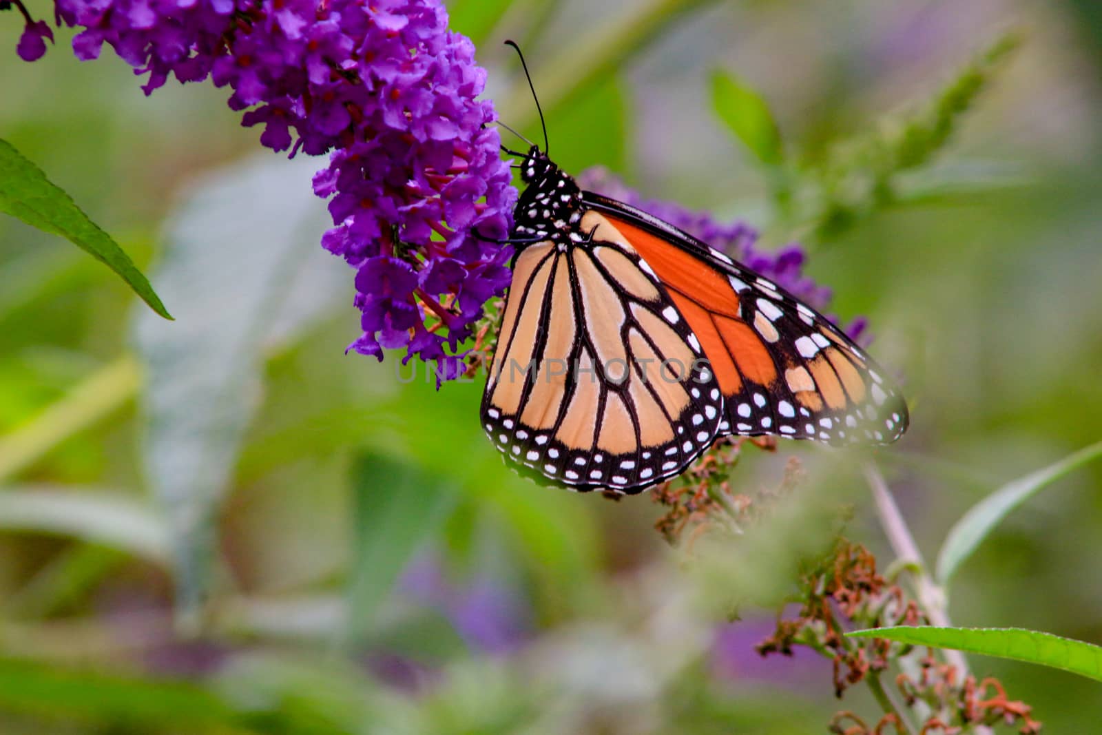 Monarch butterfly Danaus plexippus feeding on purple butterfly bush flowers, ventral view. Copy space..