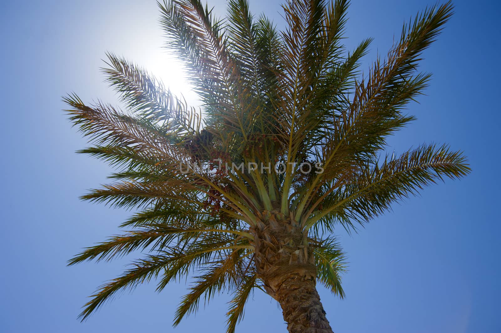 A date palm tree with the sun behind it against a blue sky