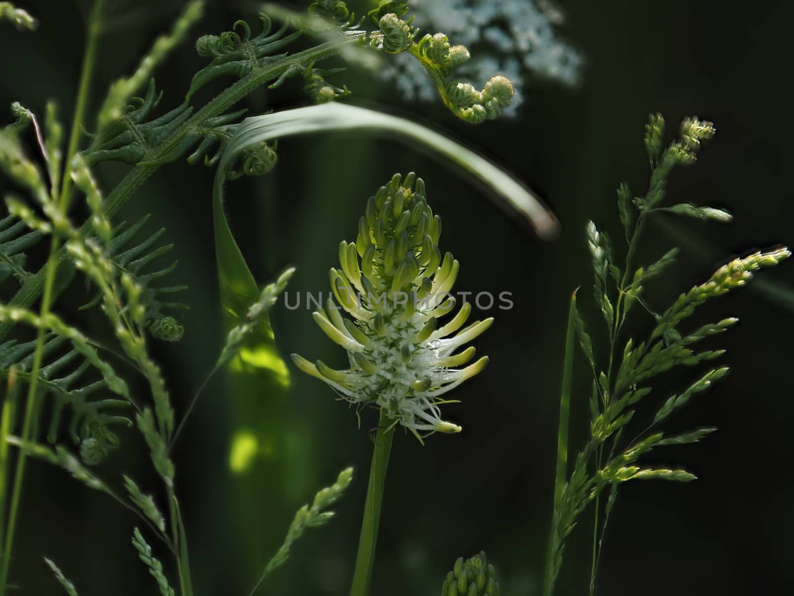 Spiked Rampion in Countryside by SueRob