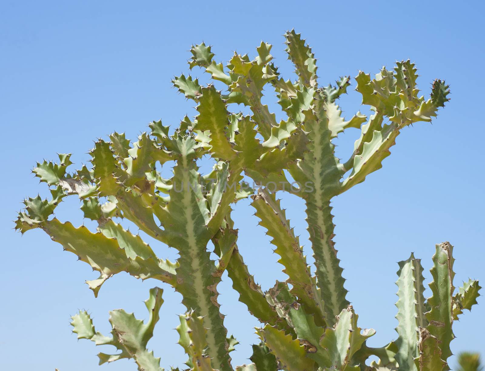 Top of a branching cactus against a blue sky background